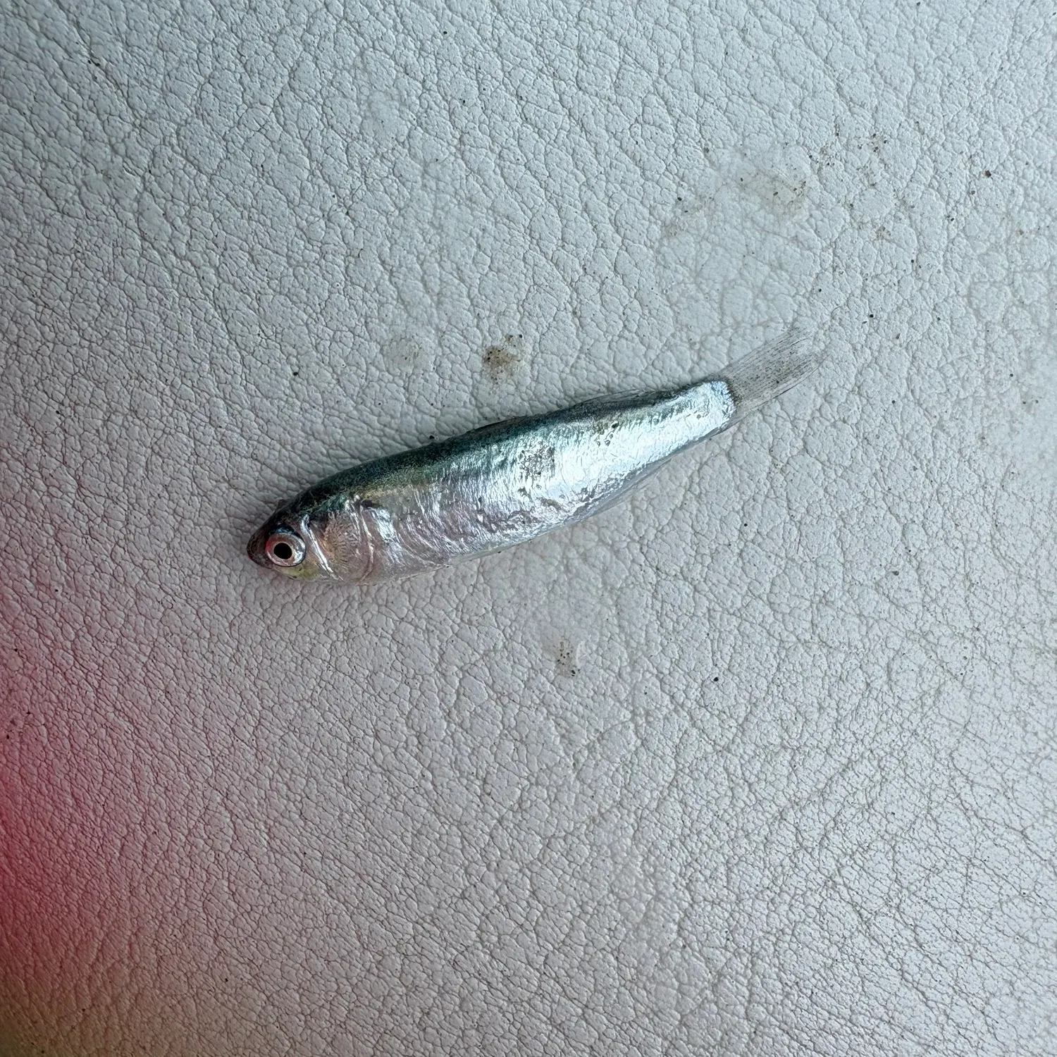 The most recent Bay anchovy catches on Fishbrain