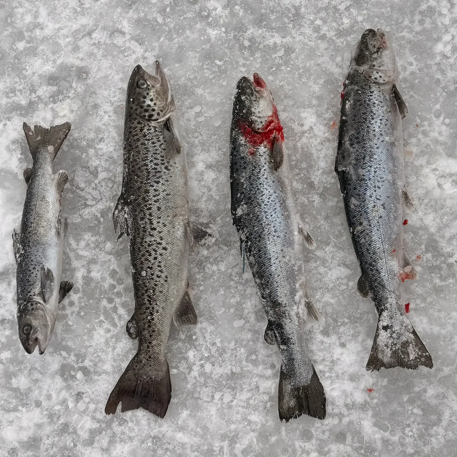The most recent Atlantic salmon catches on Fishbrain