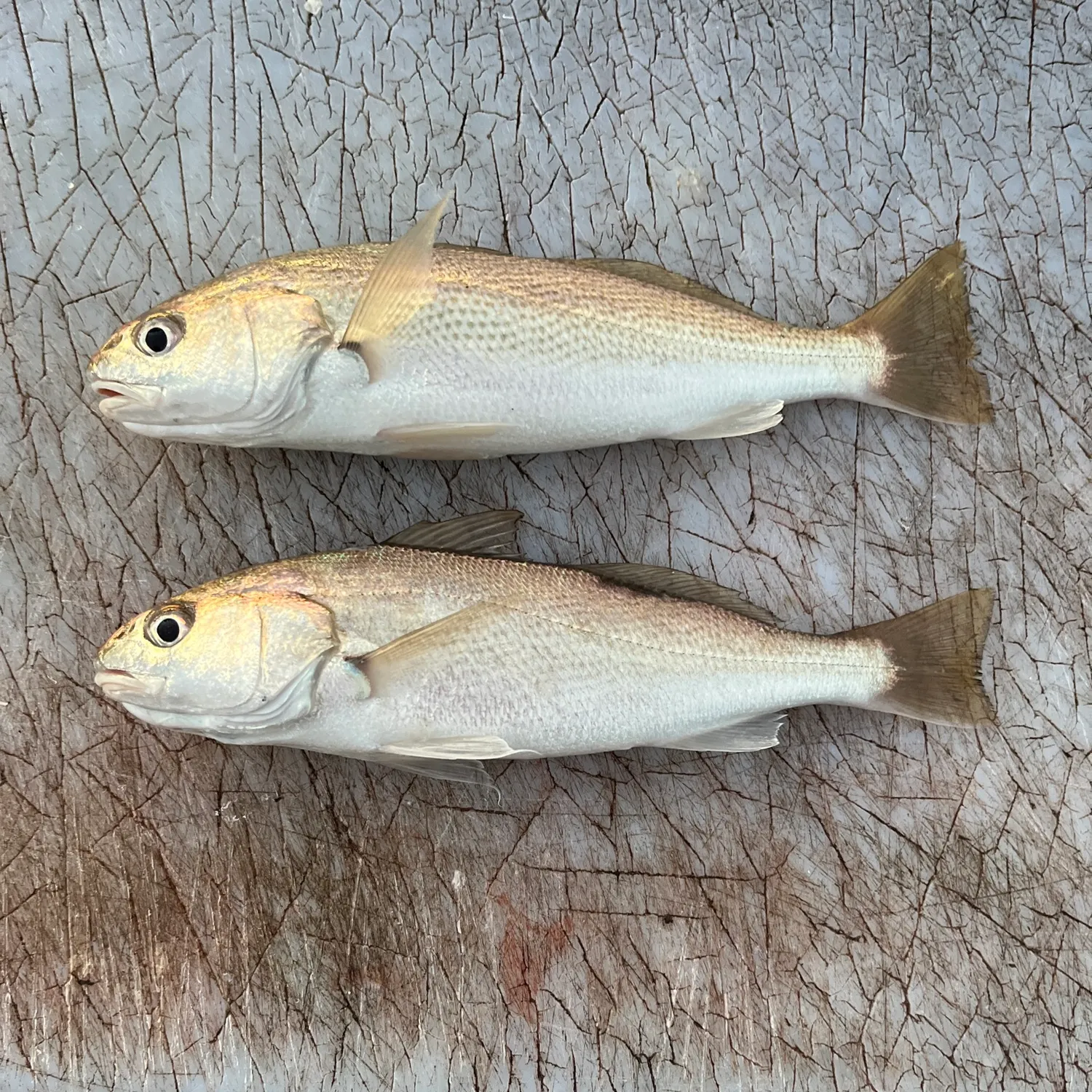 The most recent White croaker catches on Fishbrain