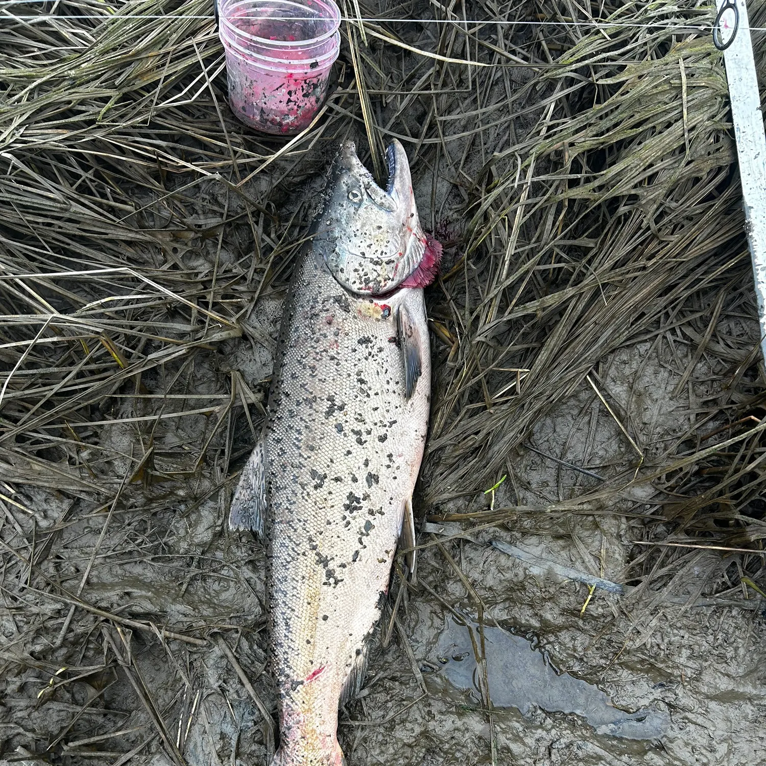 Chinook salmon caught on Fishbrain