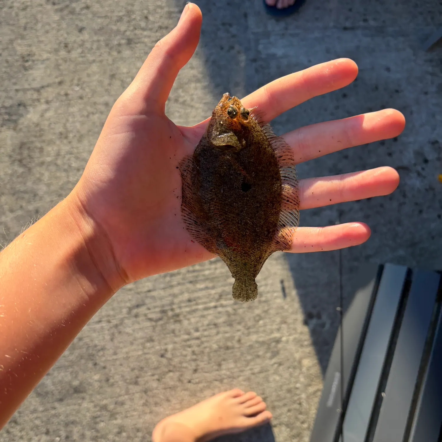 The most recent English sole catches on Fishbrain