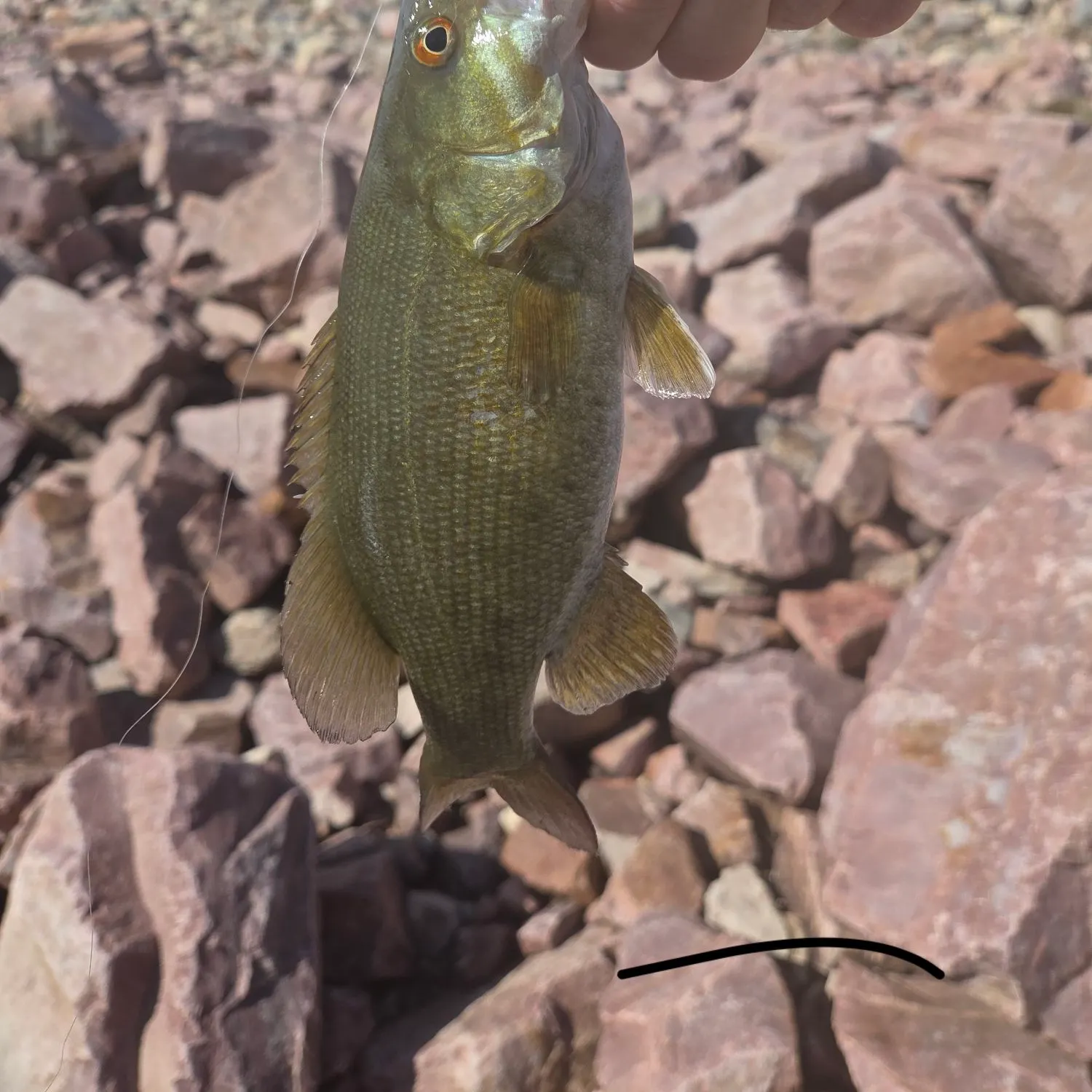 Smallmouth bass caught on Fishbrain