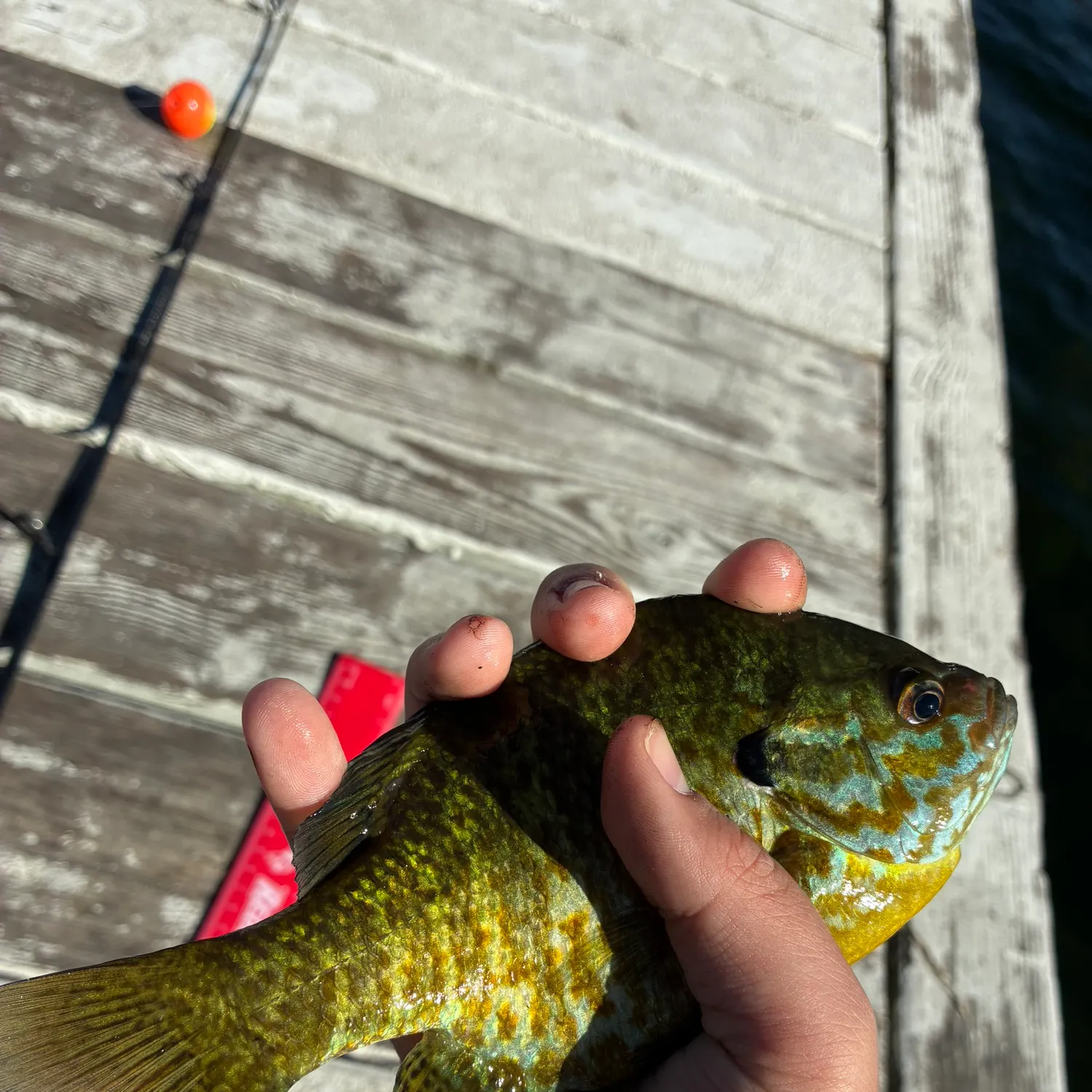 Bluegill caught on Fishbrain