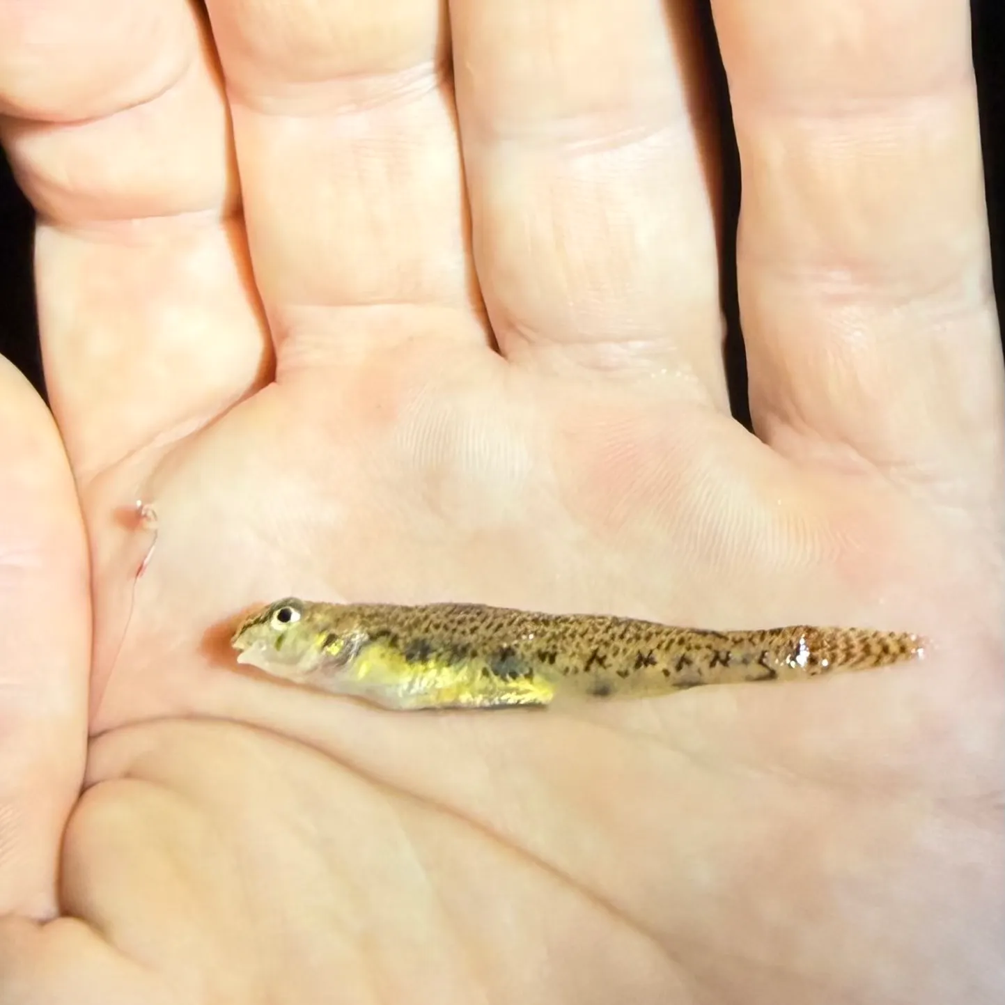 The most recent Northern tessellated darter catches on Fishbrain