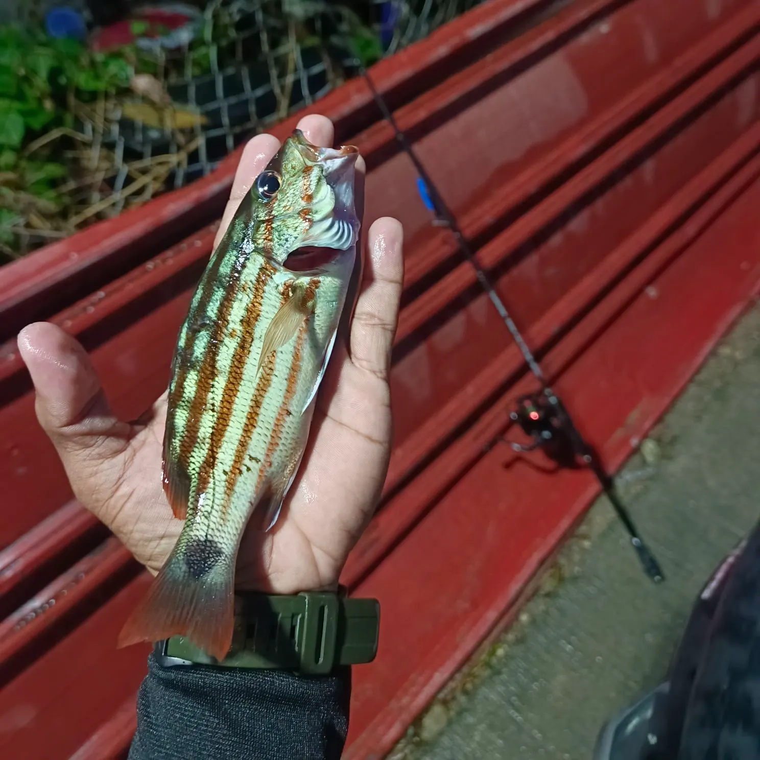recently logged catches