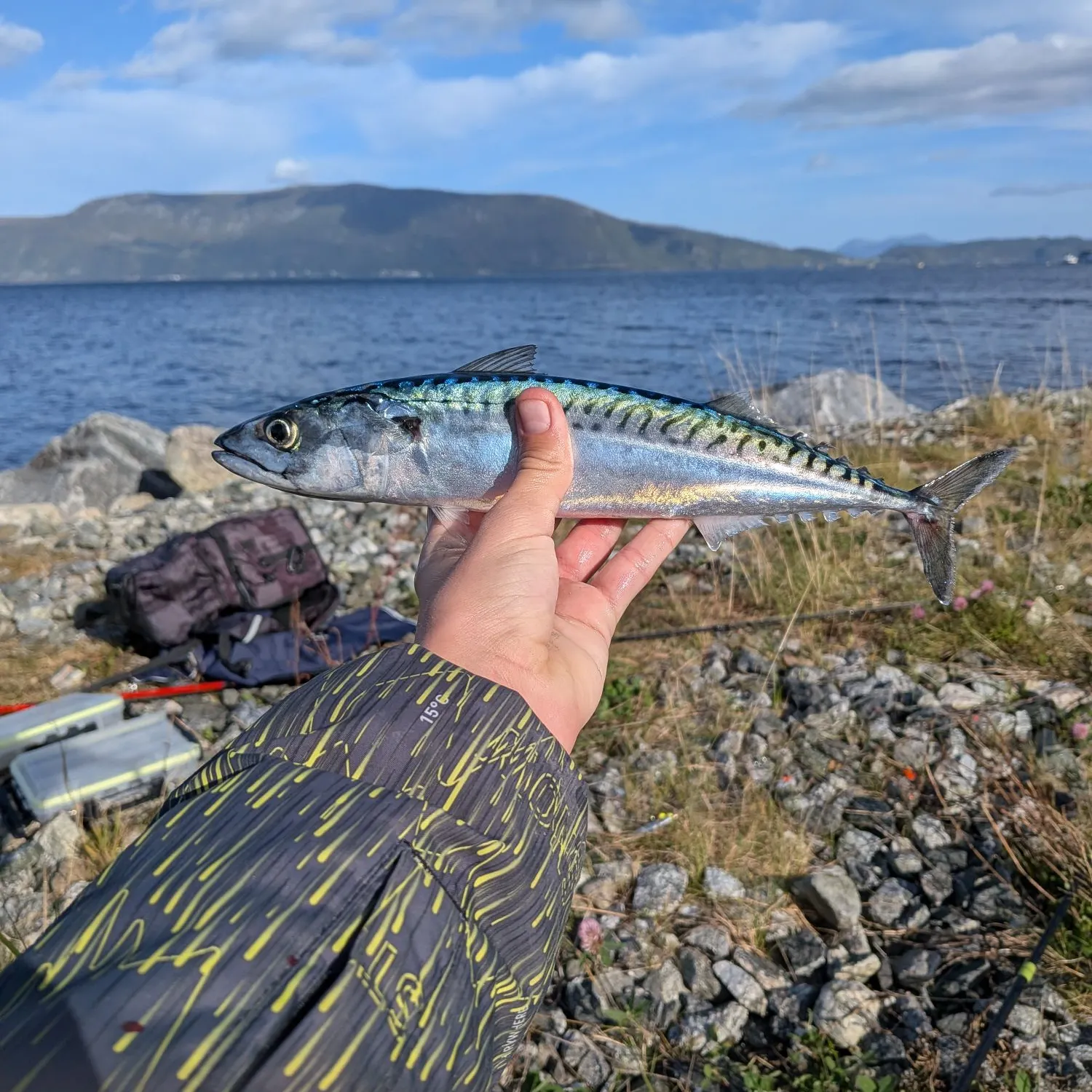 Atlantic mackerel caught on Fishbrain