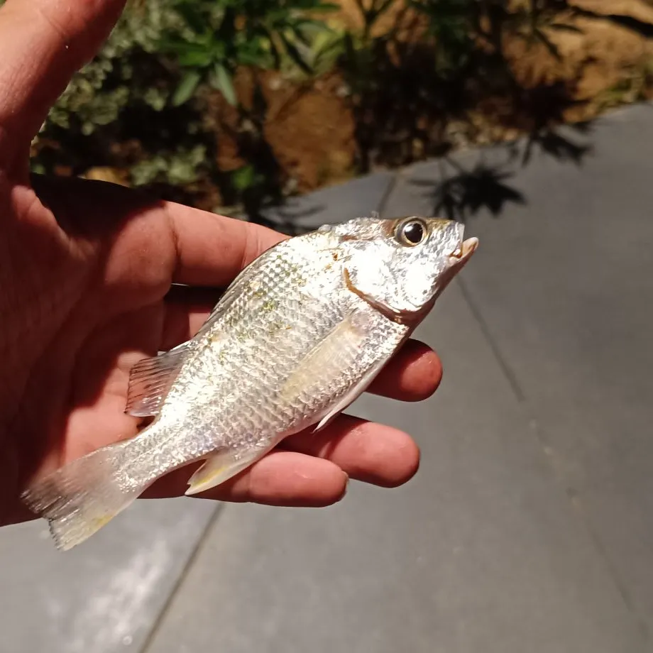 The most recent Javelin grunter catches on Fishbrain