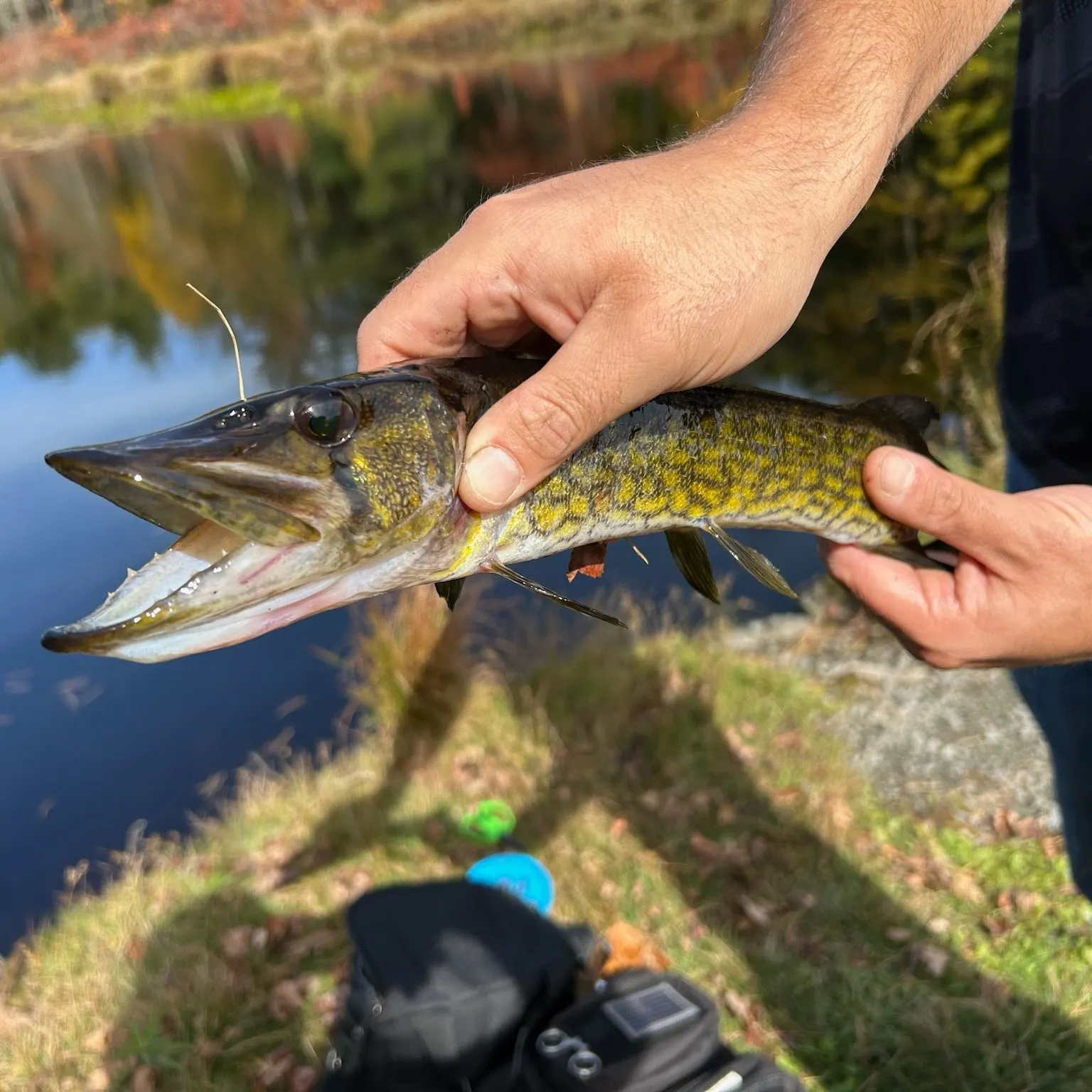 Chain pickerel caught on Fishbrain