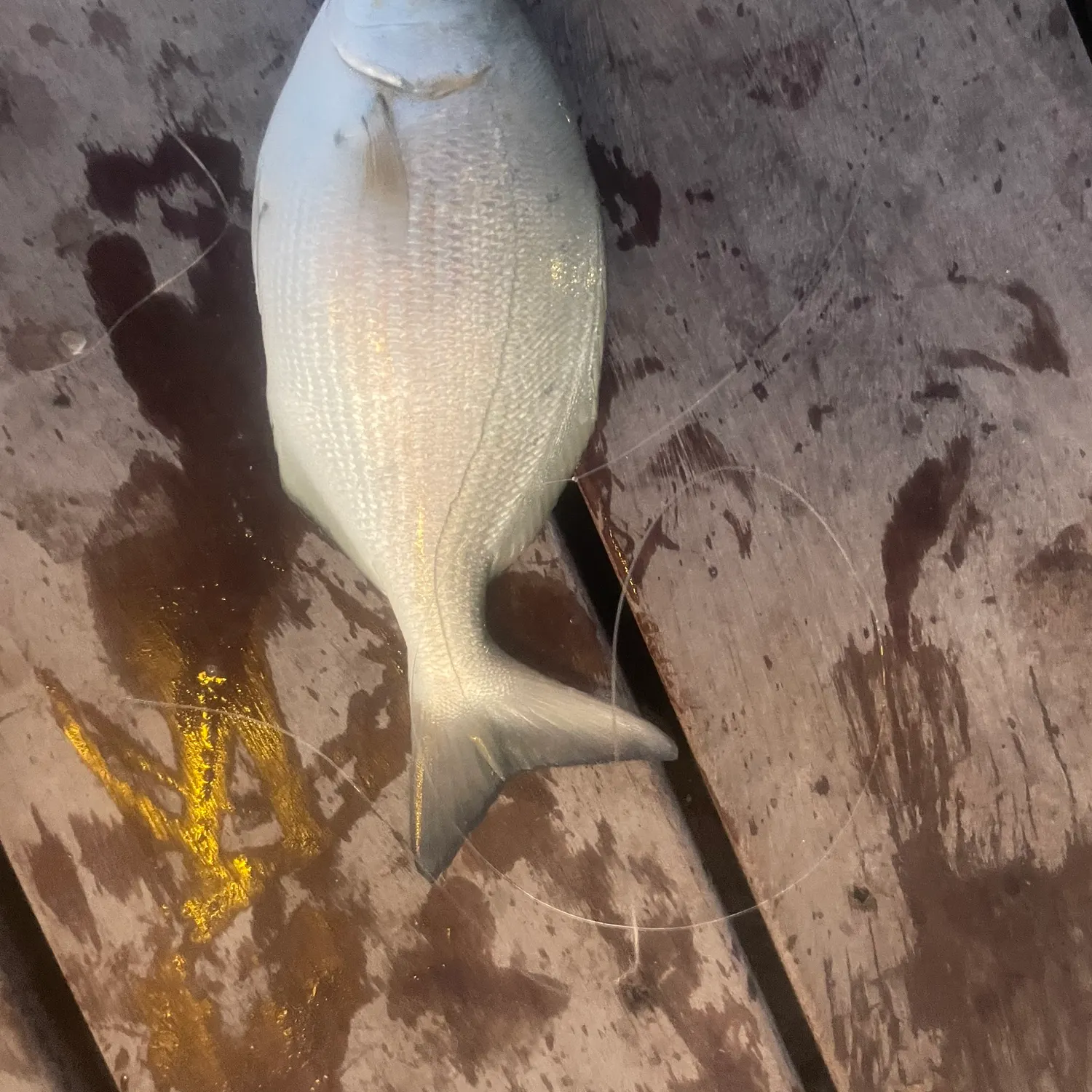 The most recent Bermuda sea chub catches on Fishbrain