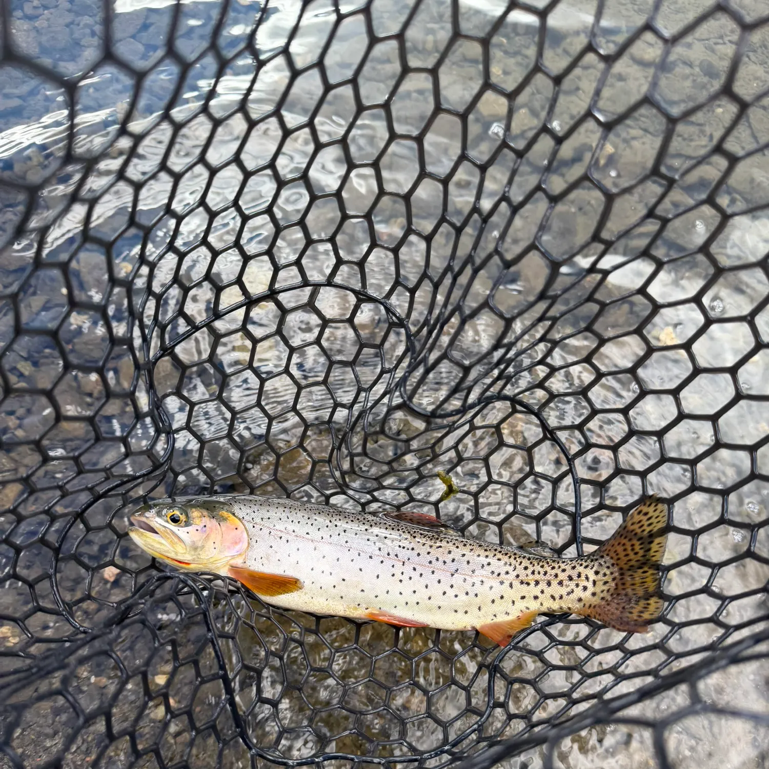 Cutthroat trout caught on Fishbrain