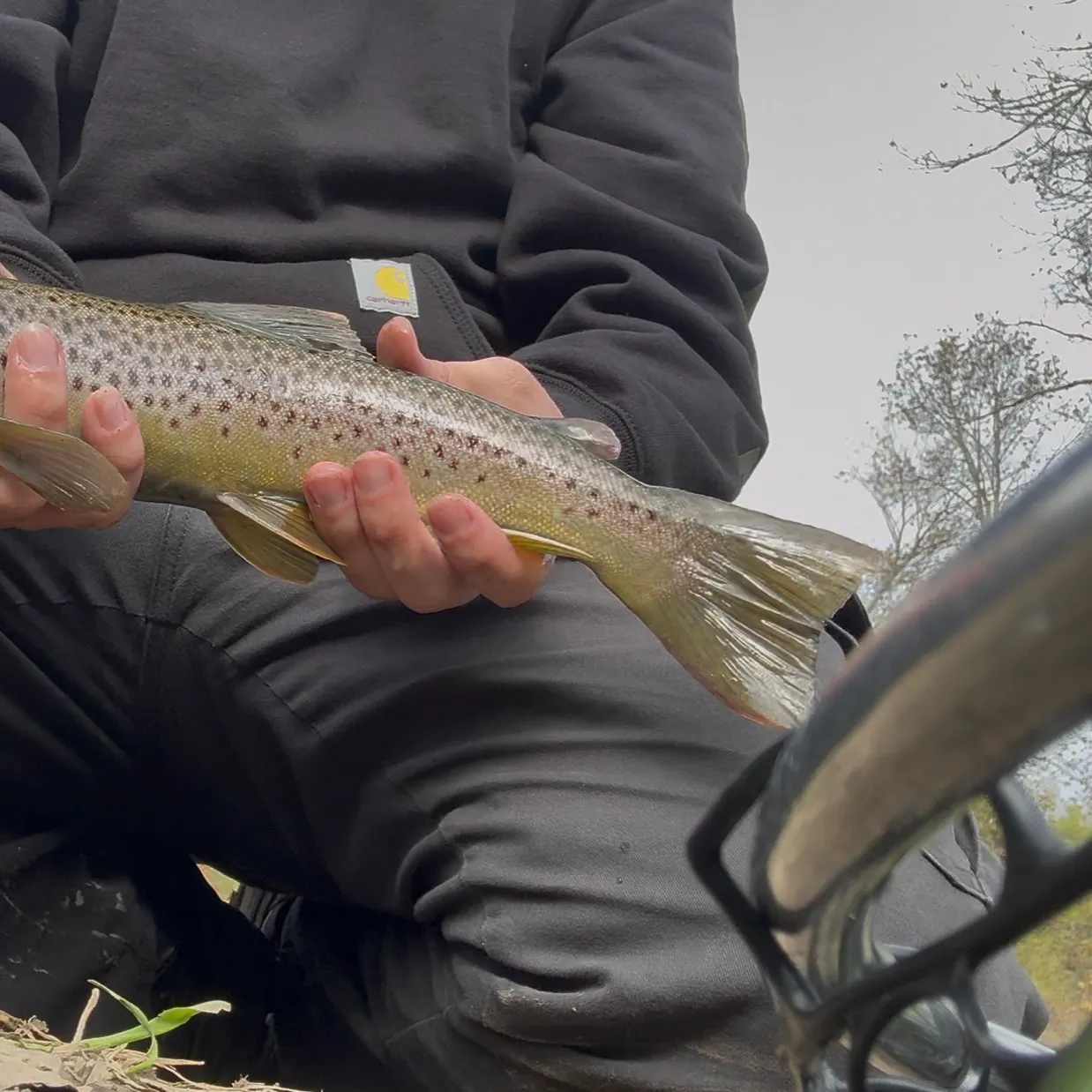 Brown trout caught on Fishbrain
