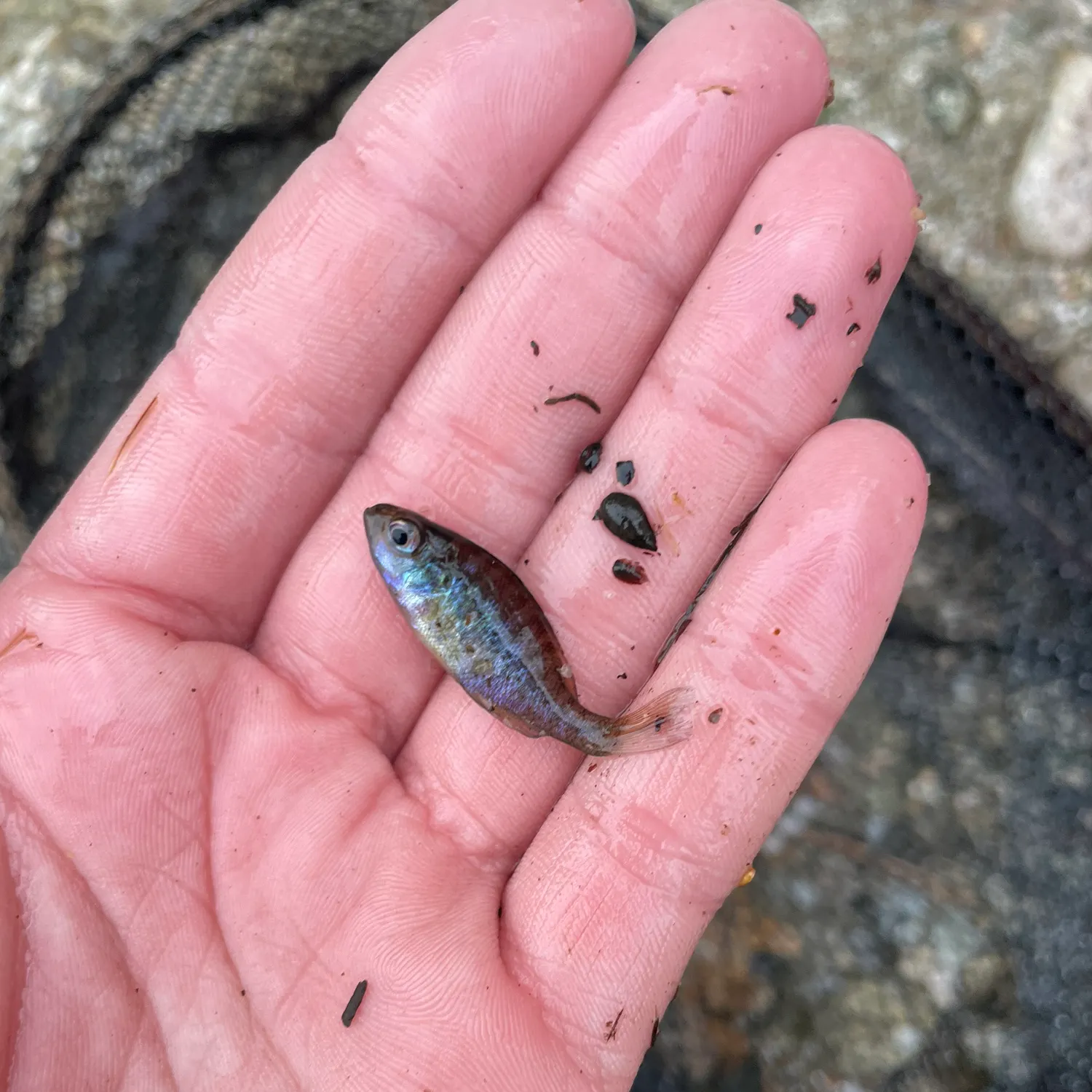 The most recent Pumpkinseed catches on Fishbrain
