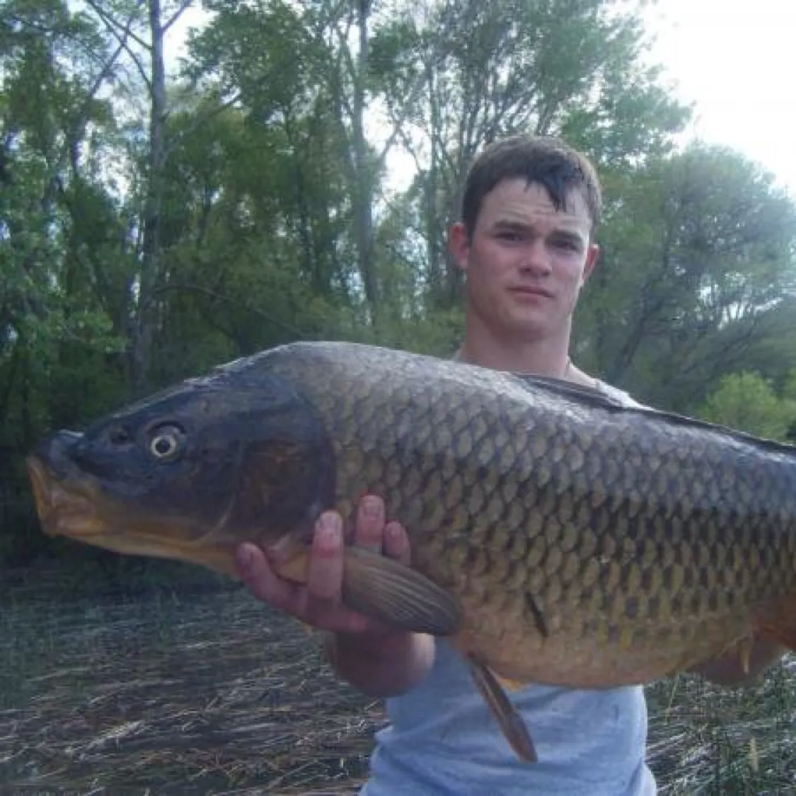 Common carp caught on Fishbrain