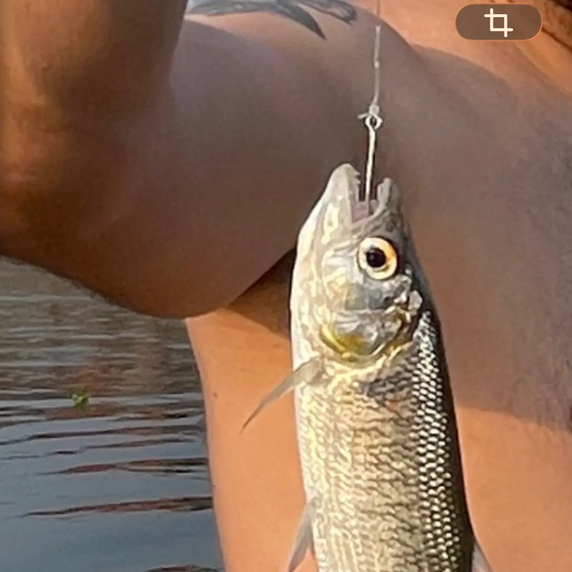 The most recent Brycon behreae catches on Fishbrain
