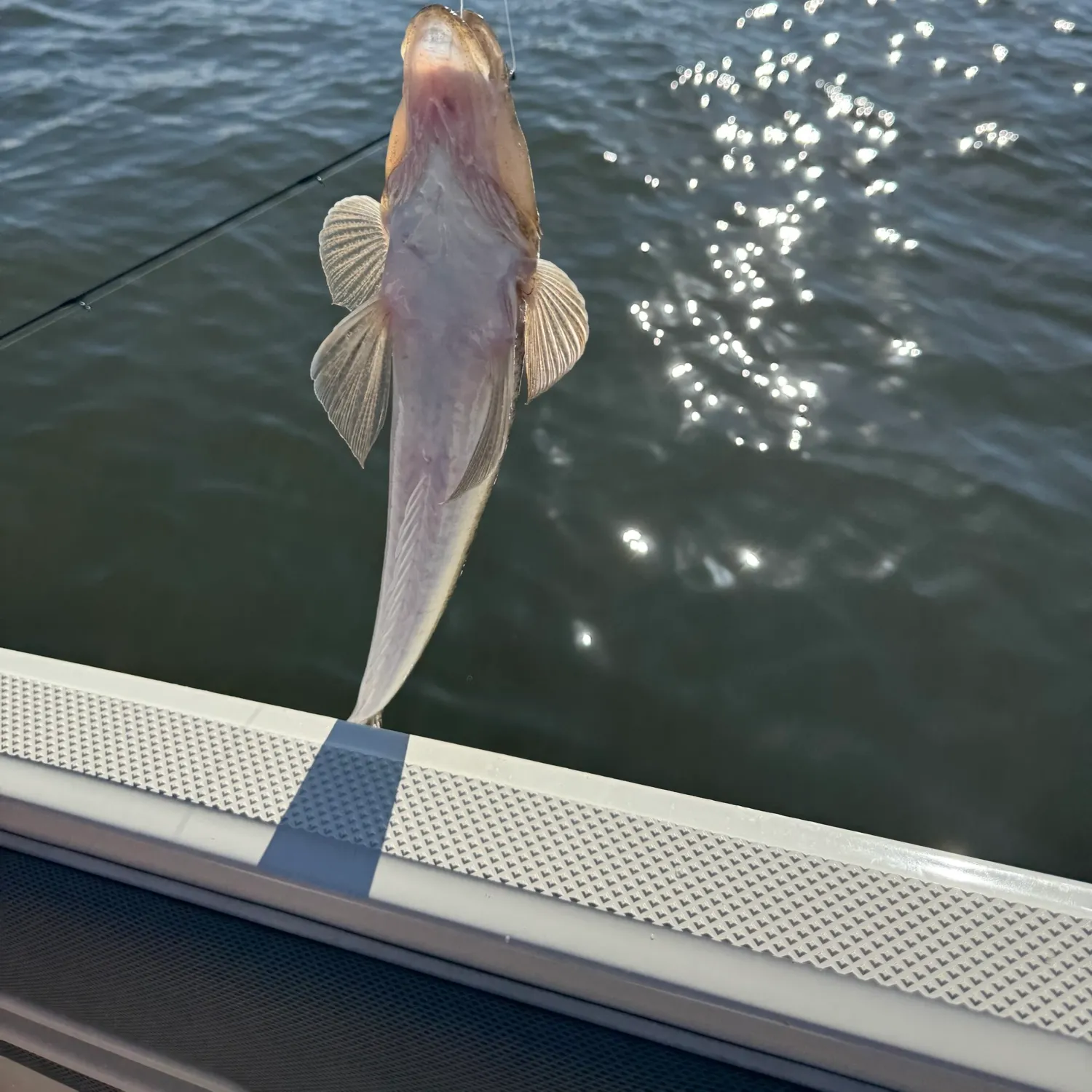 The most recent Sand sillago catches on Fishbrain