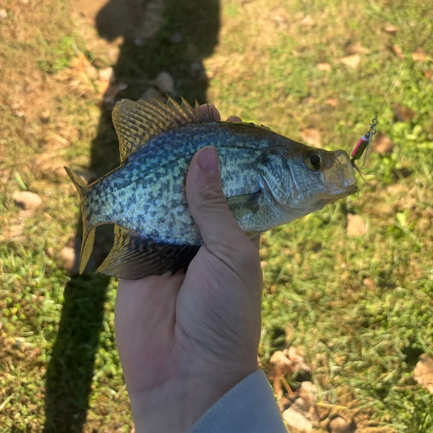 Black crappie caught on Fishbrain