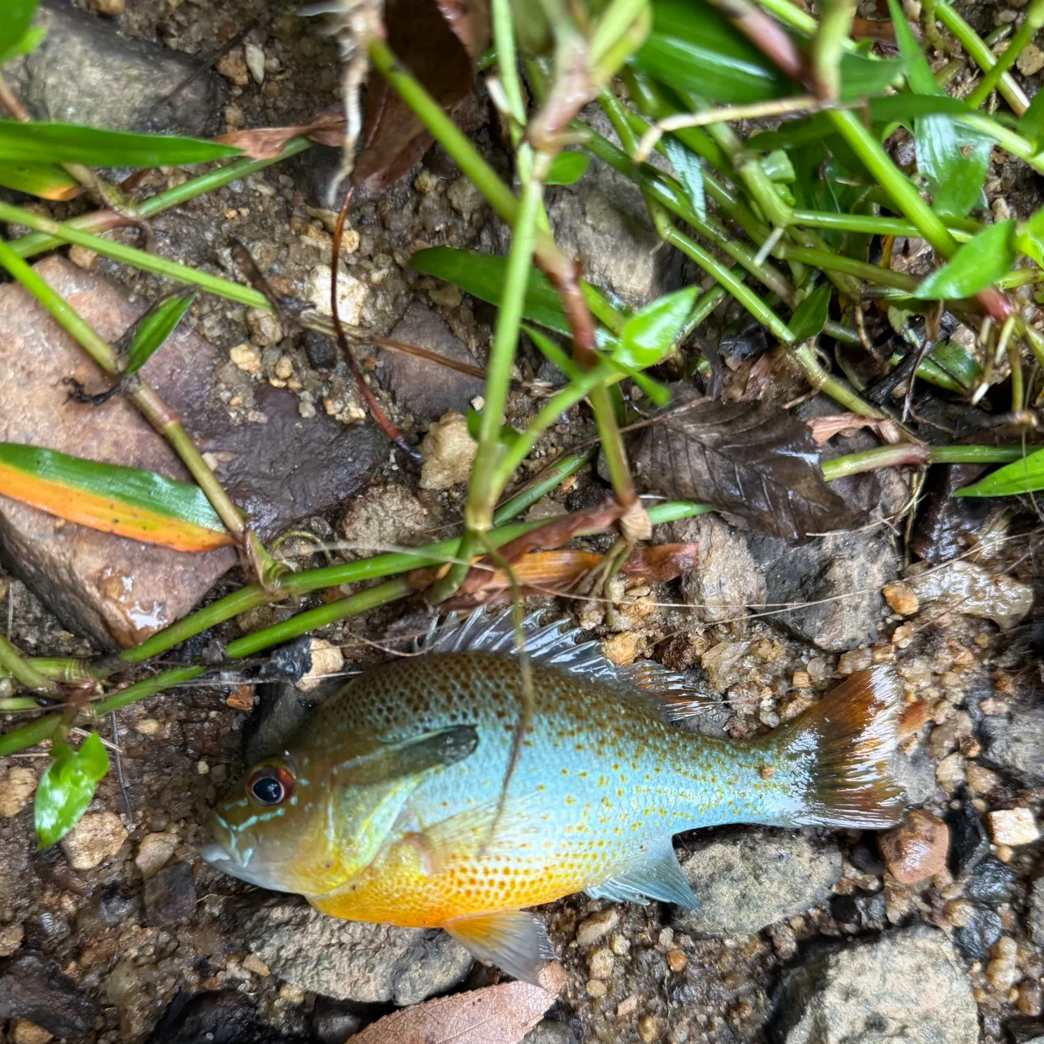 Redbreast sunfish caught on Fishbrain