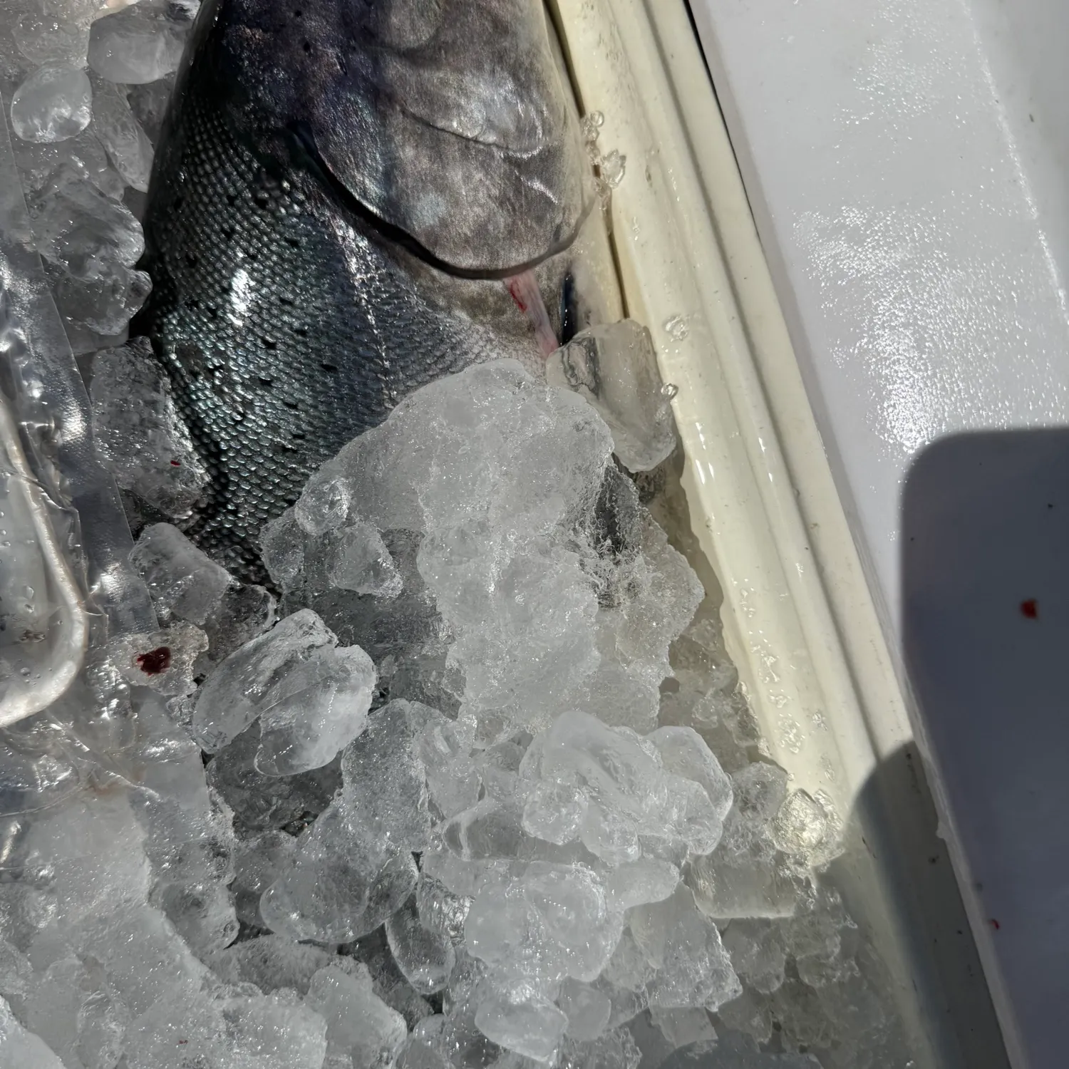 Chinook salmon caught on Fishbrain