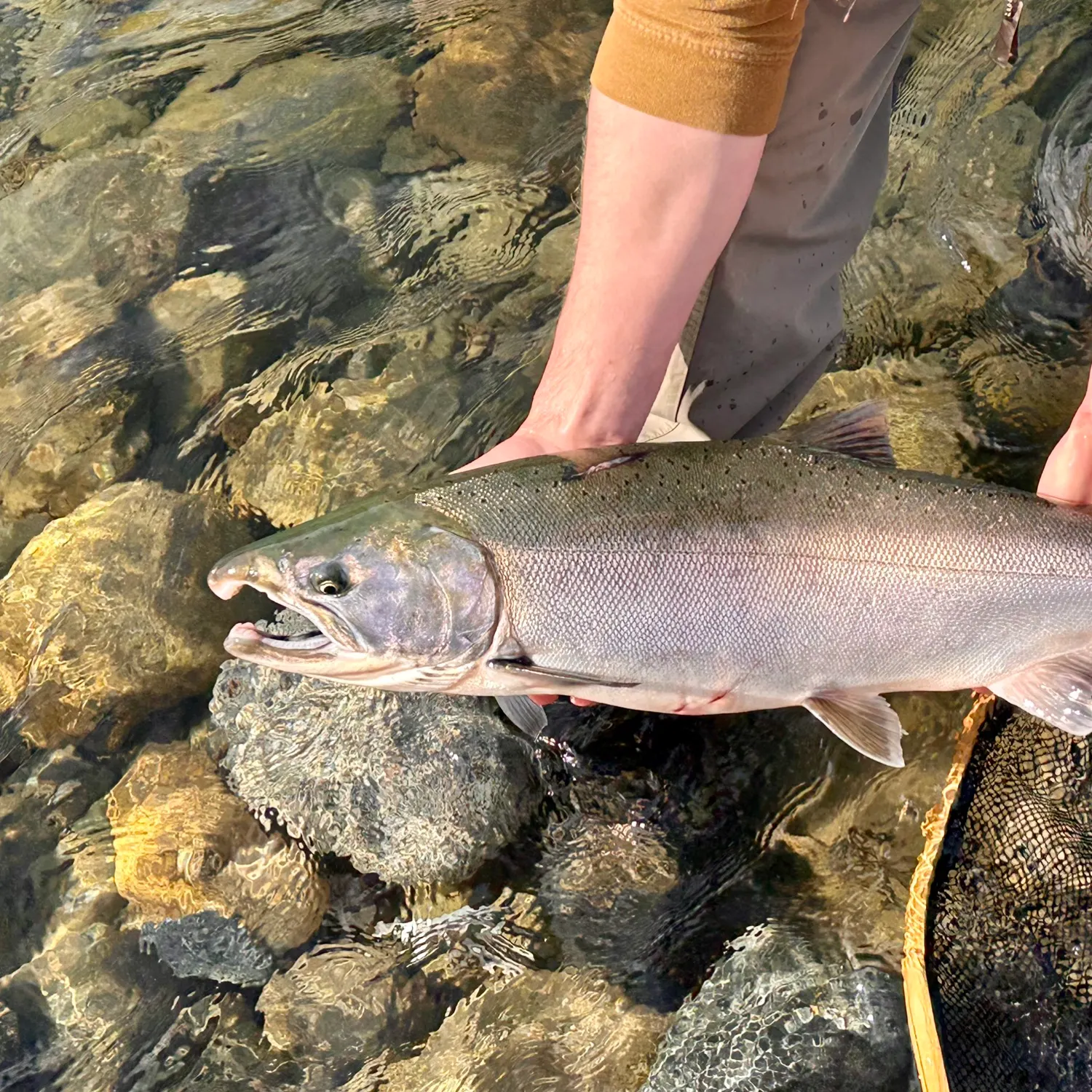 Coho salmon caught on Fishbrain