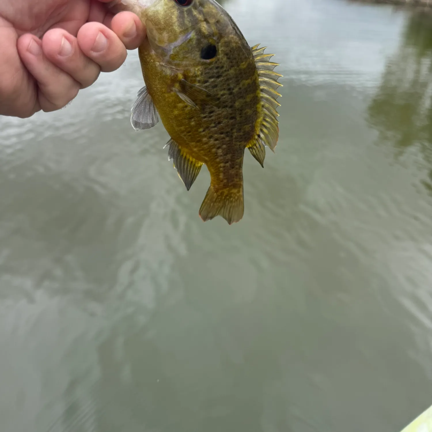 Warmouth caught on Fishbrain