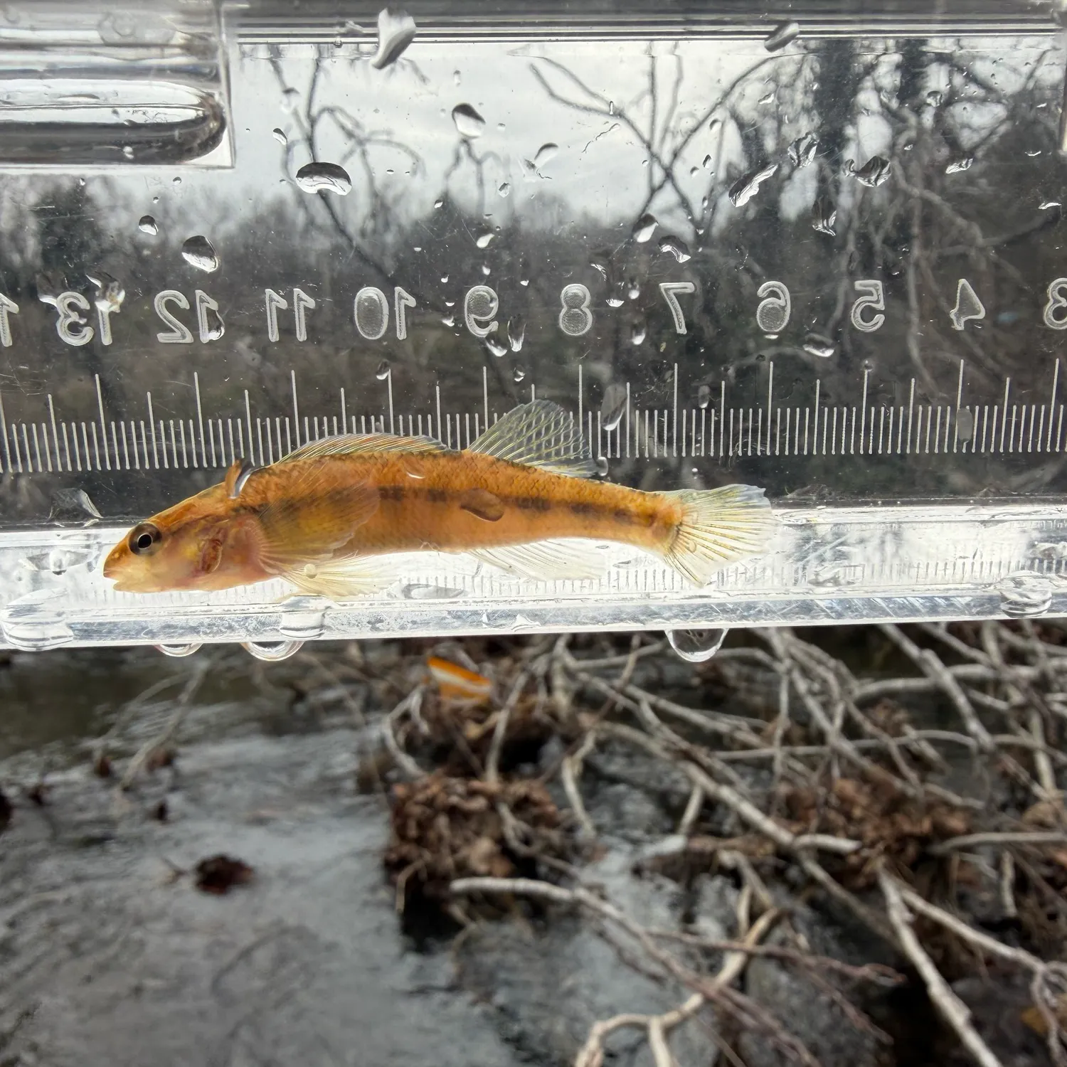 The most recent Roanoke darter catches on Fishbrain