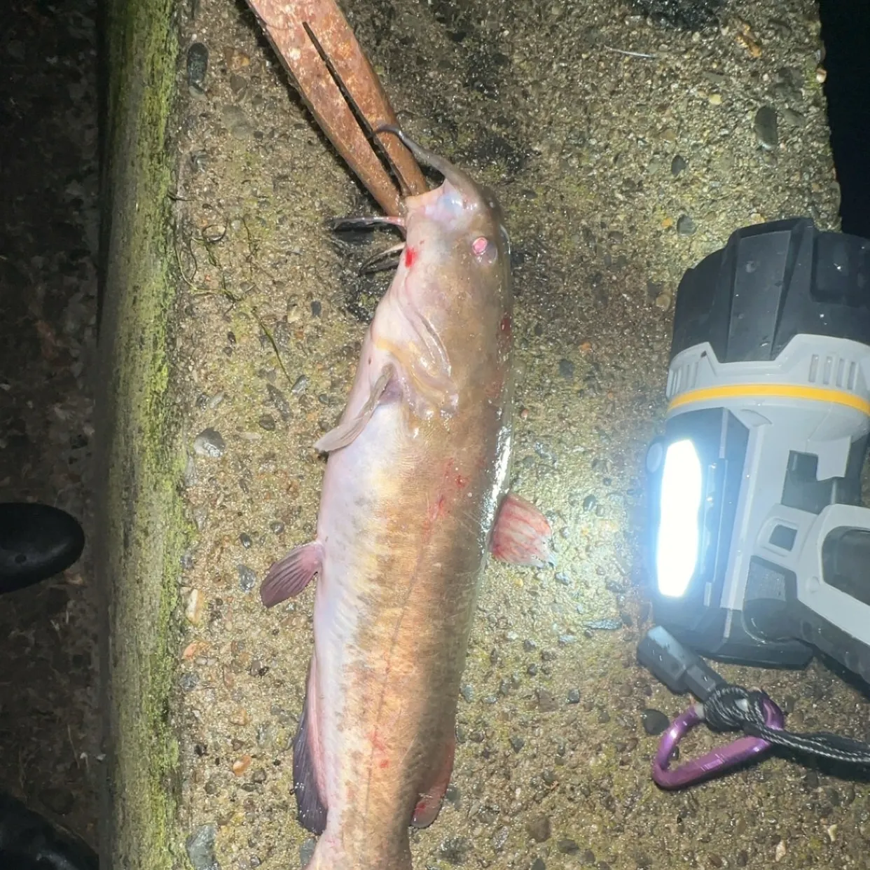 Fish caught on Fishbrain