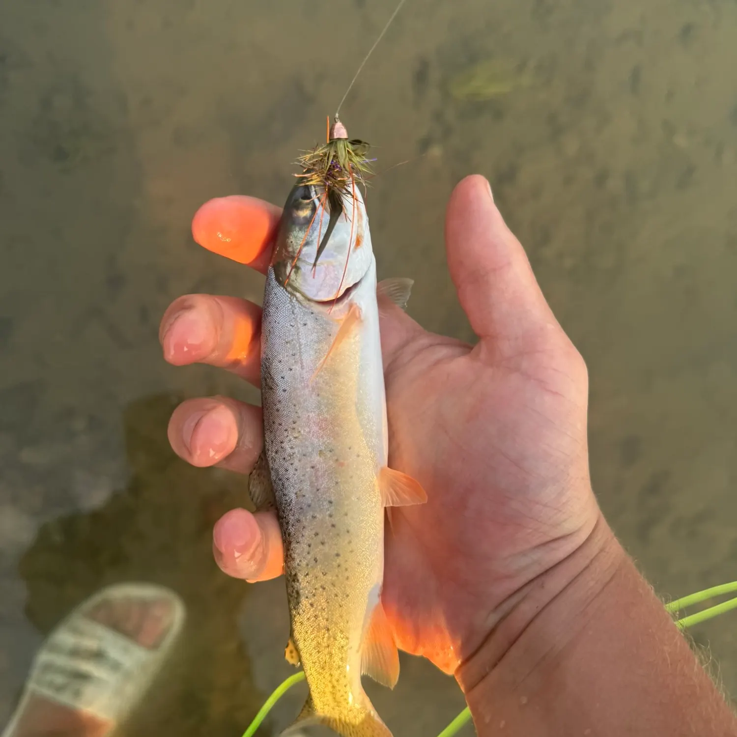 The most recent Snake River fine-spotted cutthroat trout catches on Fishbrain