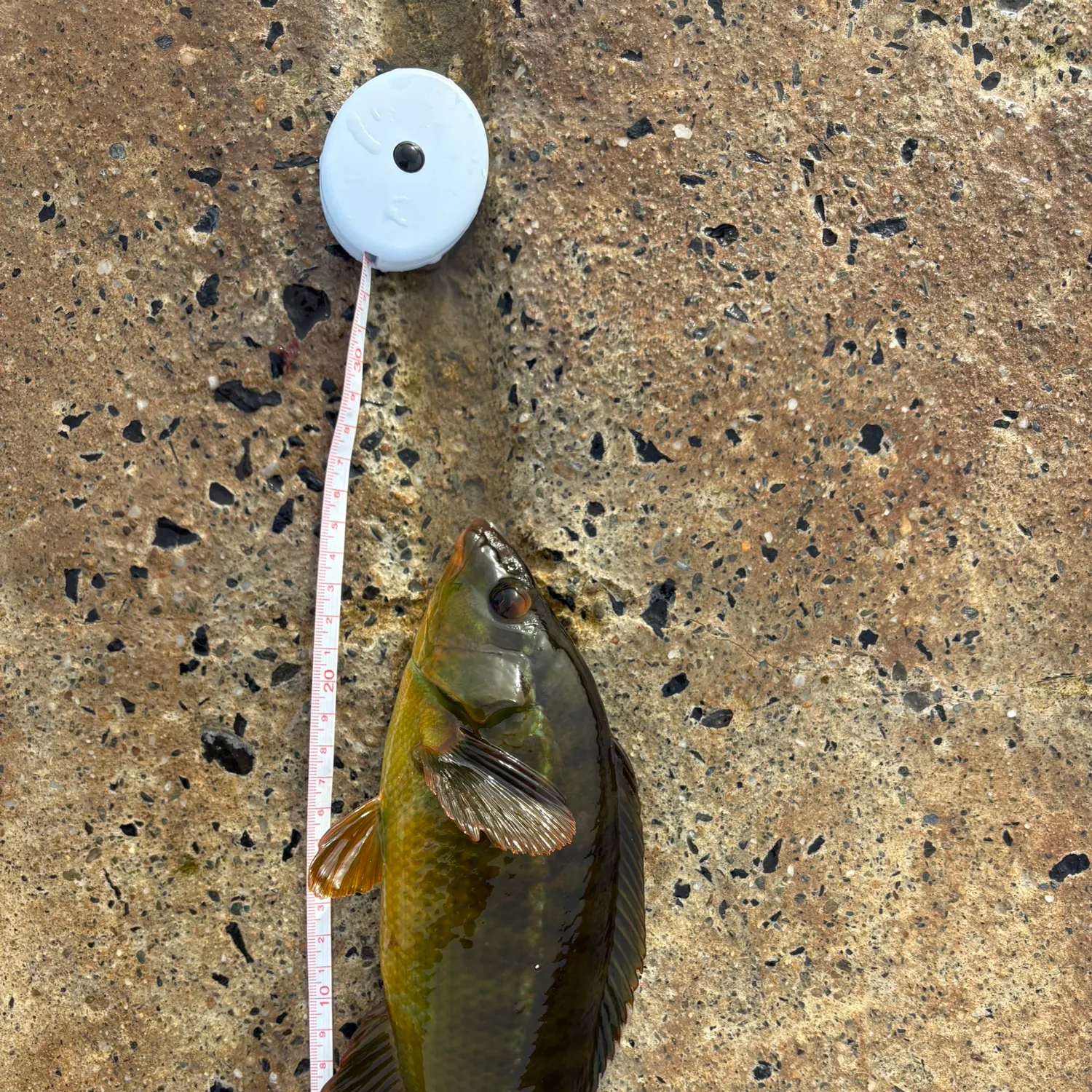 Ballan wrasse caught on Fishbrain