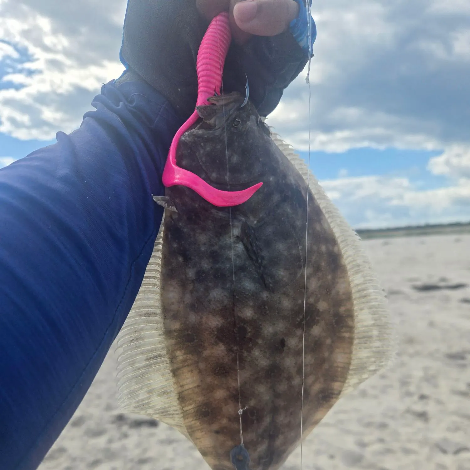 Summer flounder caught on Fishbrain
