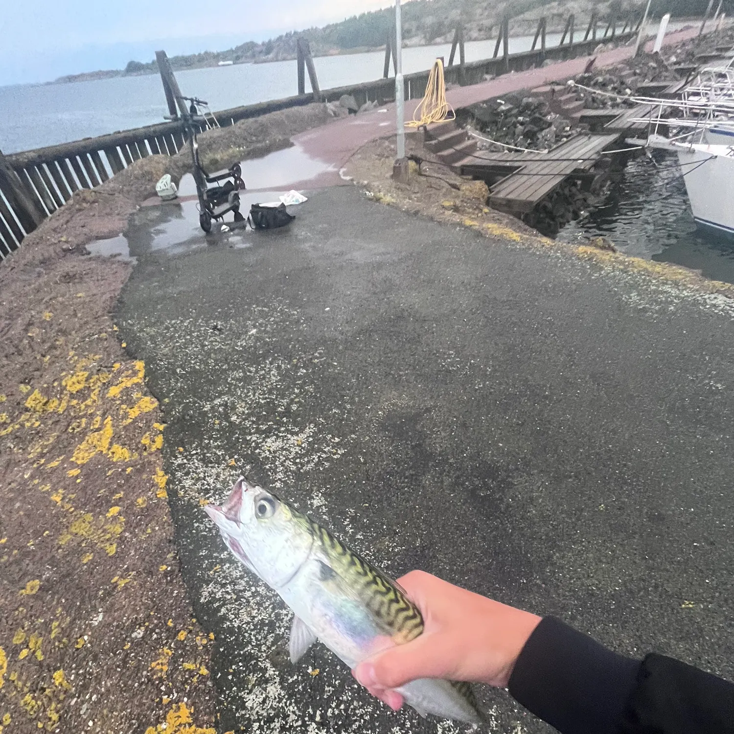 Atlantic mackerel caught on Fishbrain
