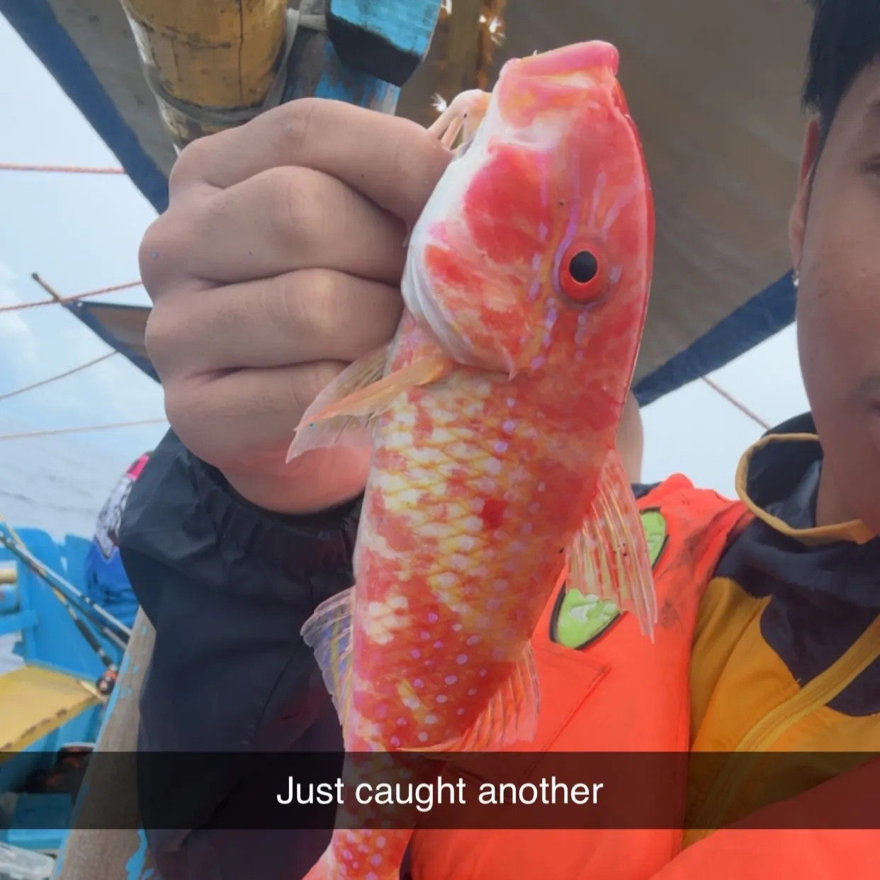 The most recent Yellowfin grouper catches on Fishbrain