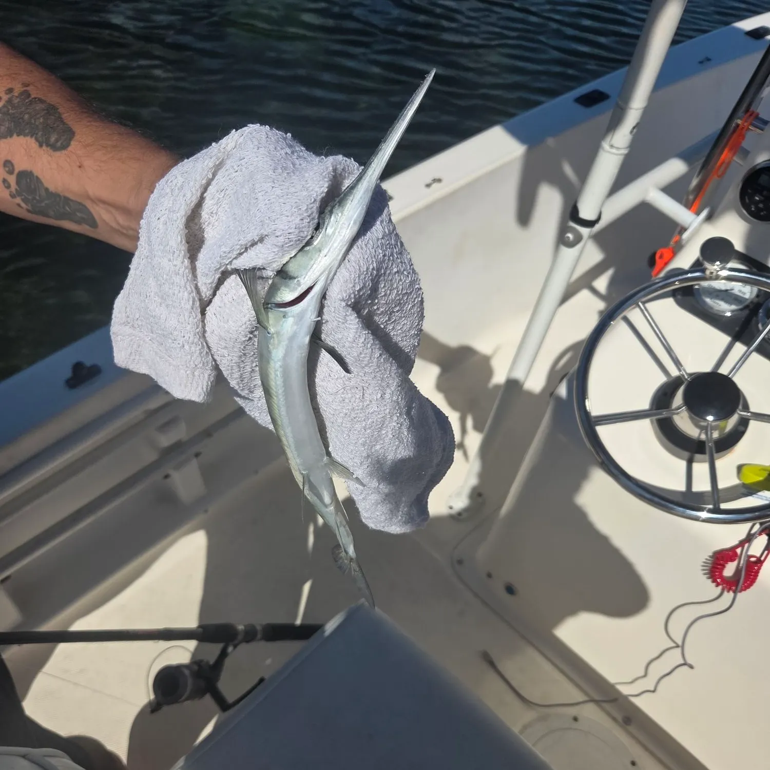 The most recent Atlantic needlefish catches on Fishbrain