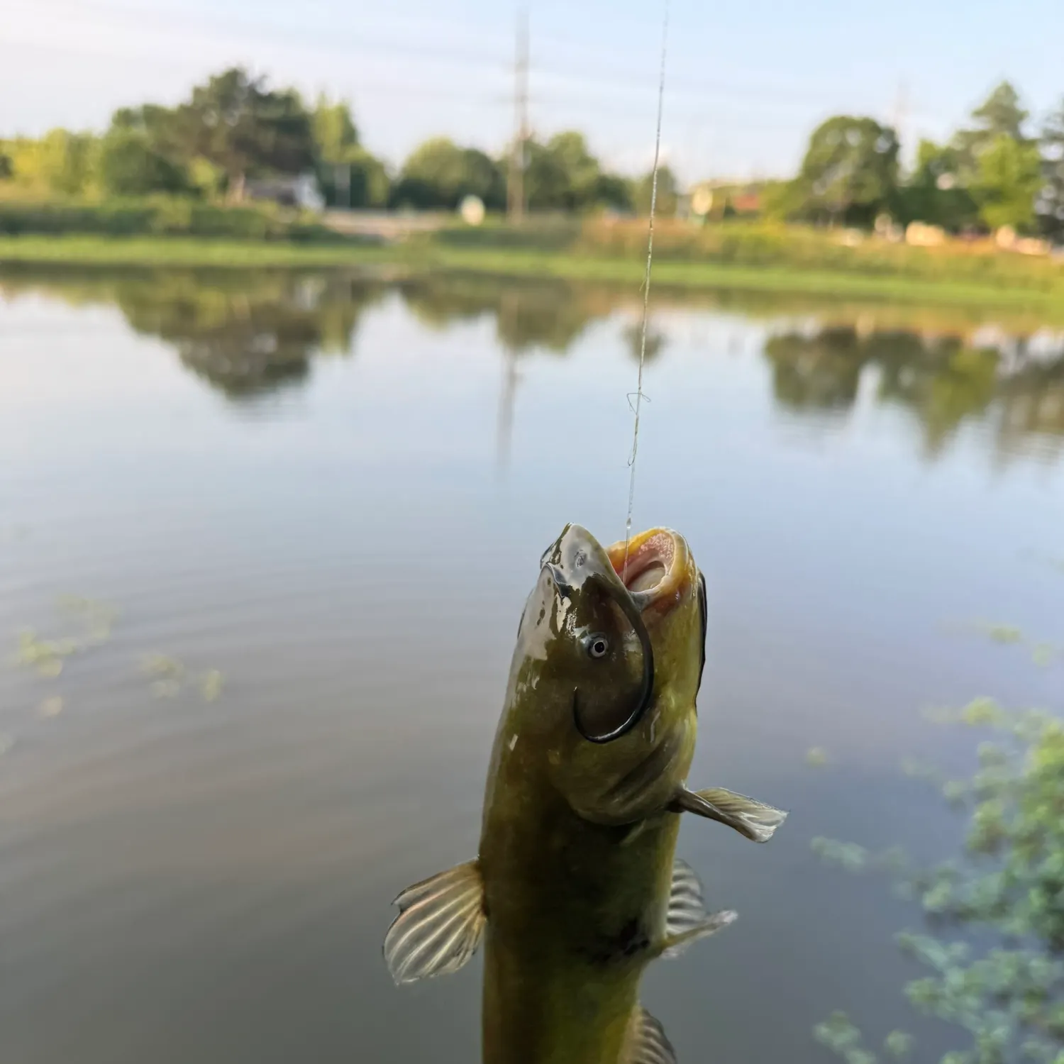 Yellow bullhead caught on Fishbrain