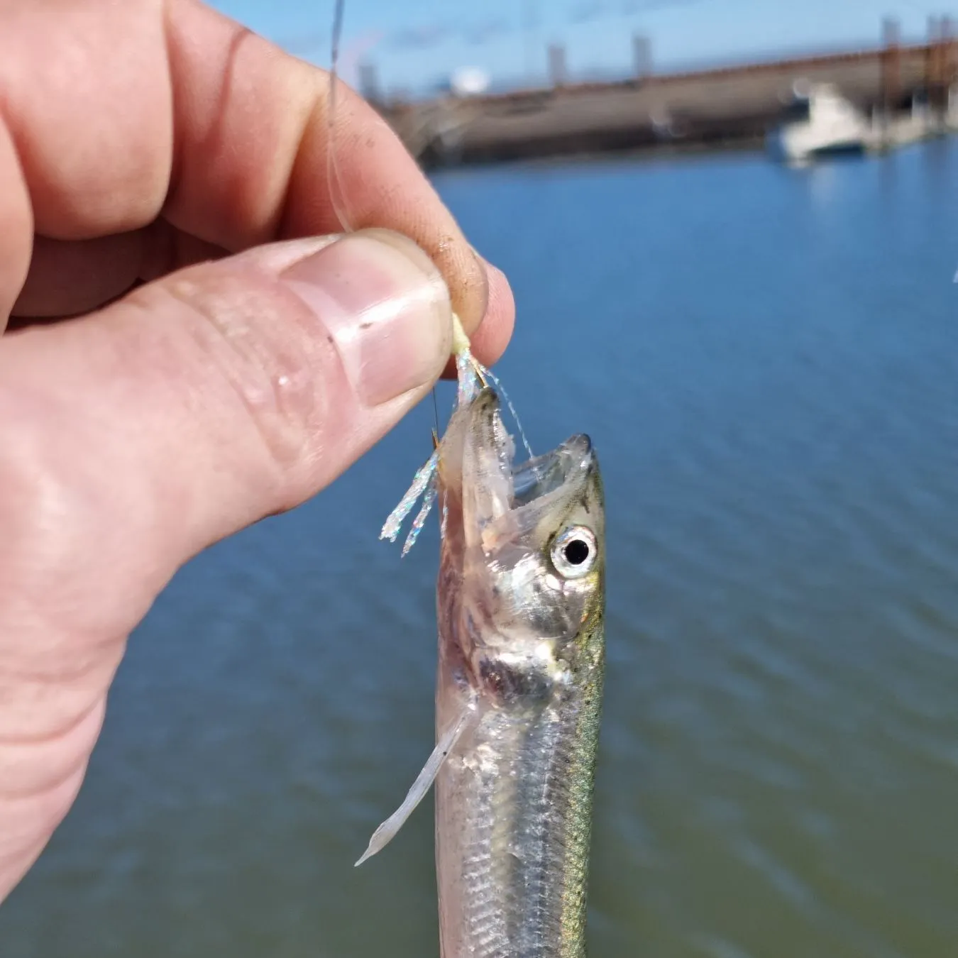 The most recent Whitebait smelt catches on Fishbrain
