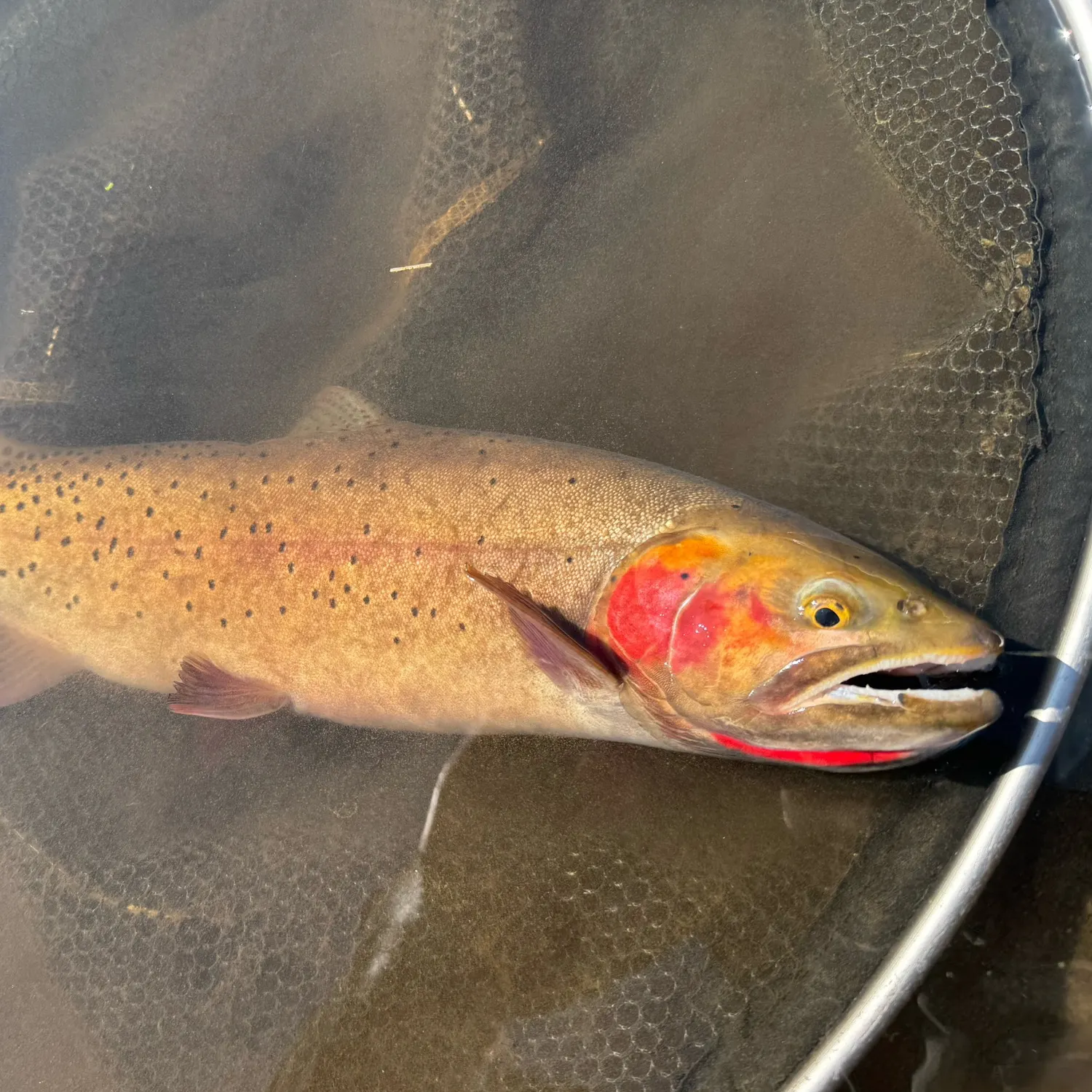 The most recent Bonneville cutthroat trout catches on Fishbrain