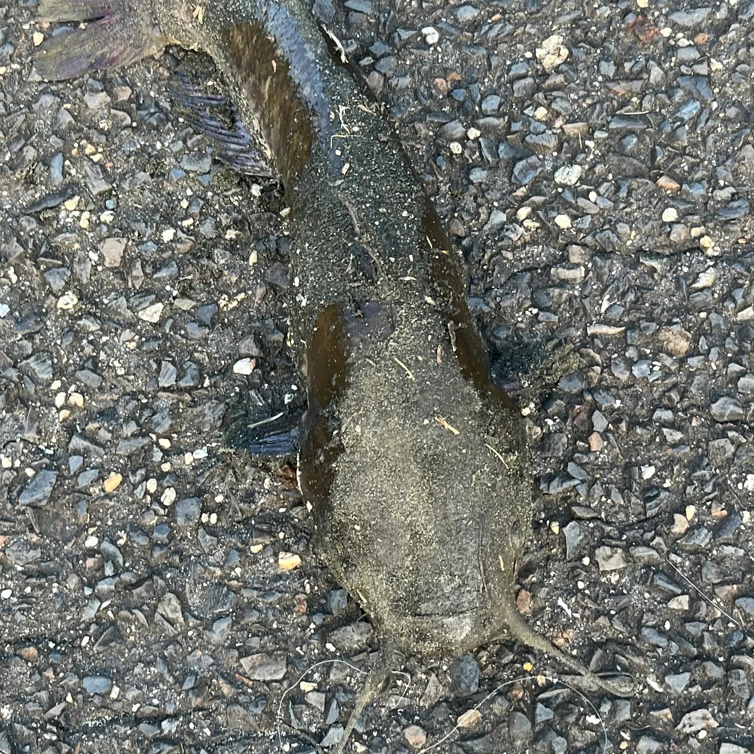 Brown bullhead caught on Fishbrain