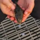 The most recent Common toadfish catches on Fishbrain