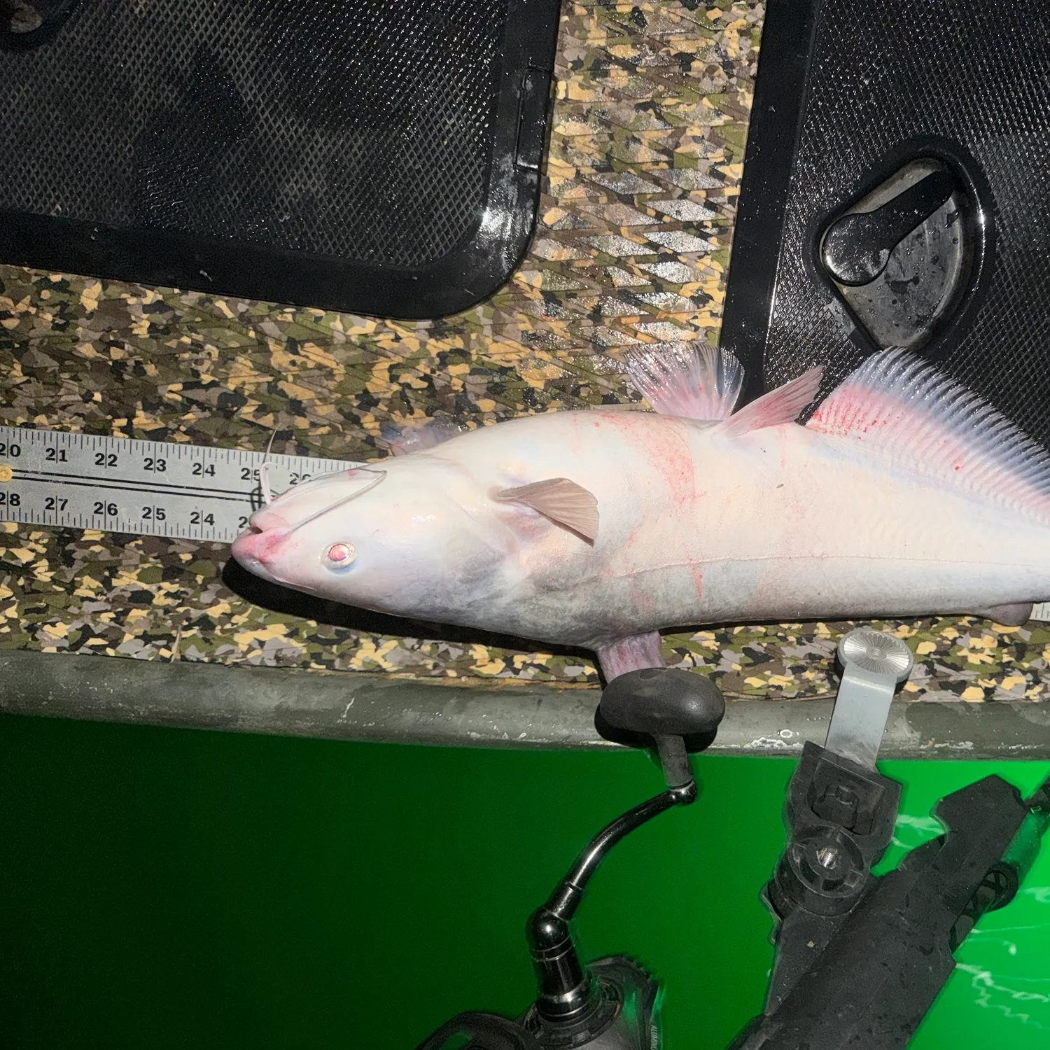 Blue catfish caught on Fishbrain