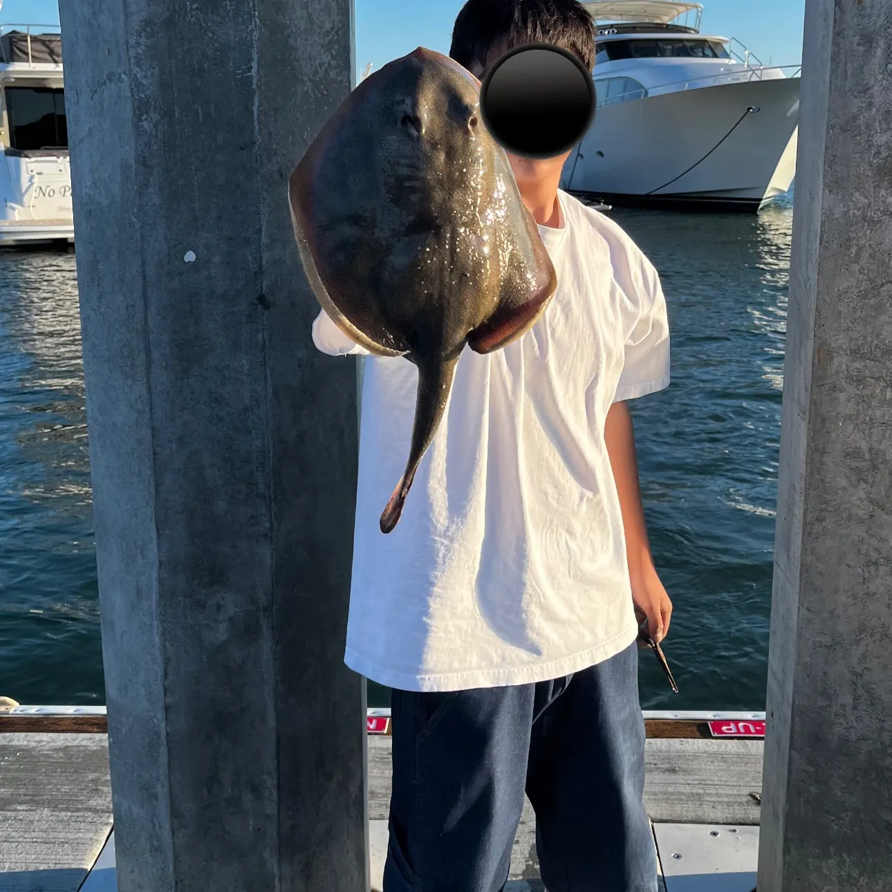 The most recent Haller's round ray catches on Fishbrain