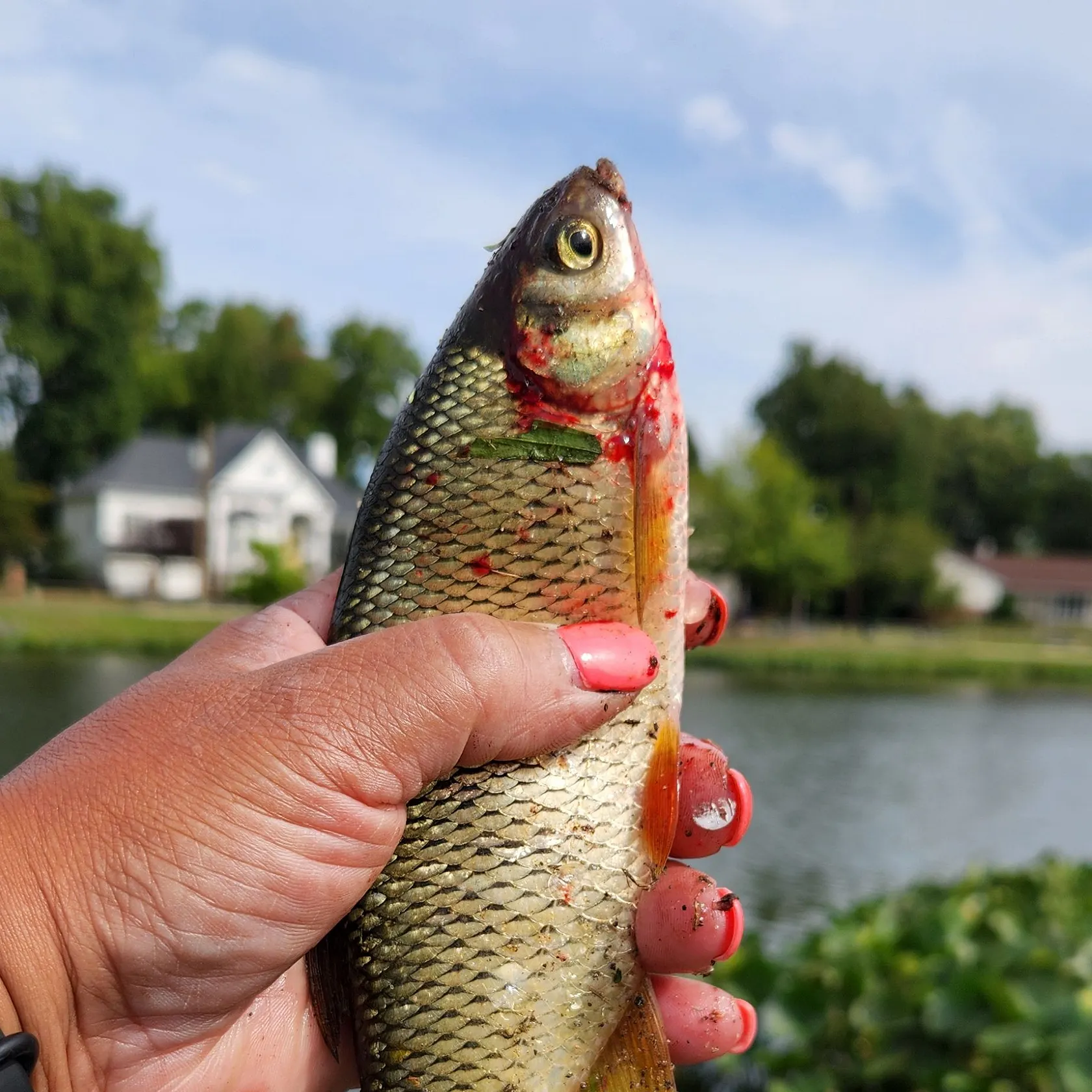The most recent White shiner catches on Fishbrain