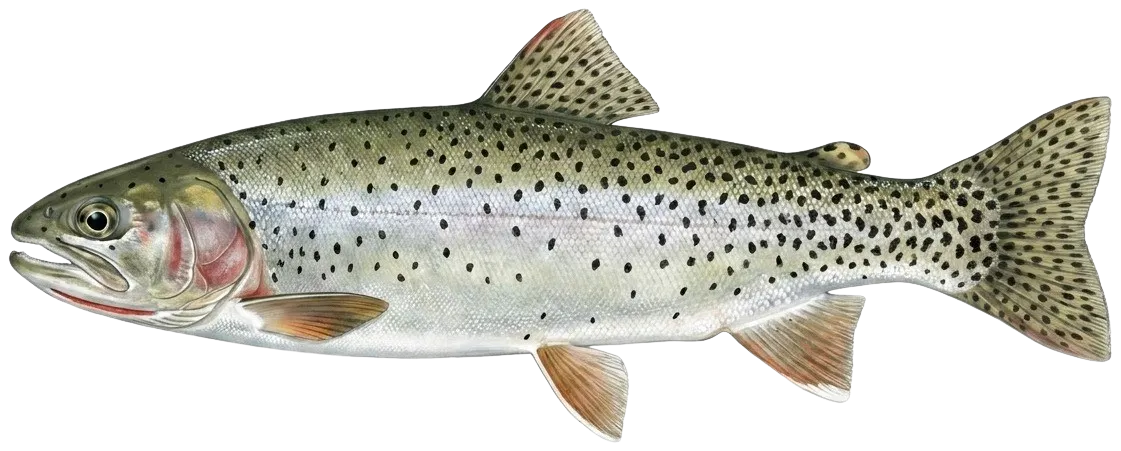 Lake Crescent cutthroat trout