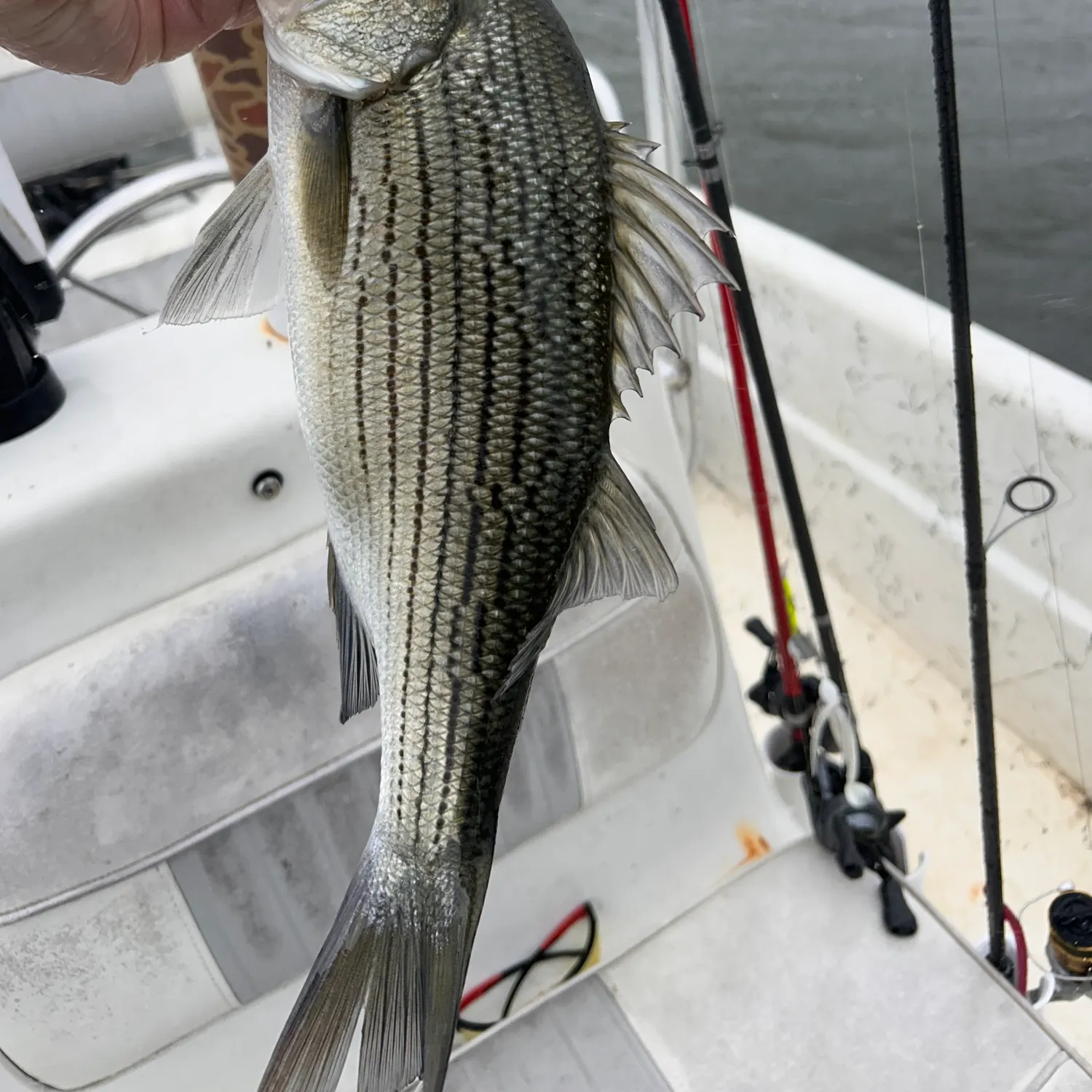 Wiper caught on Fishbrain
