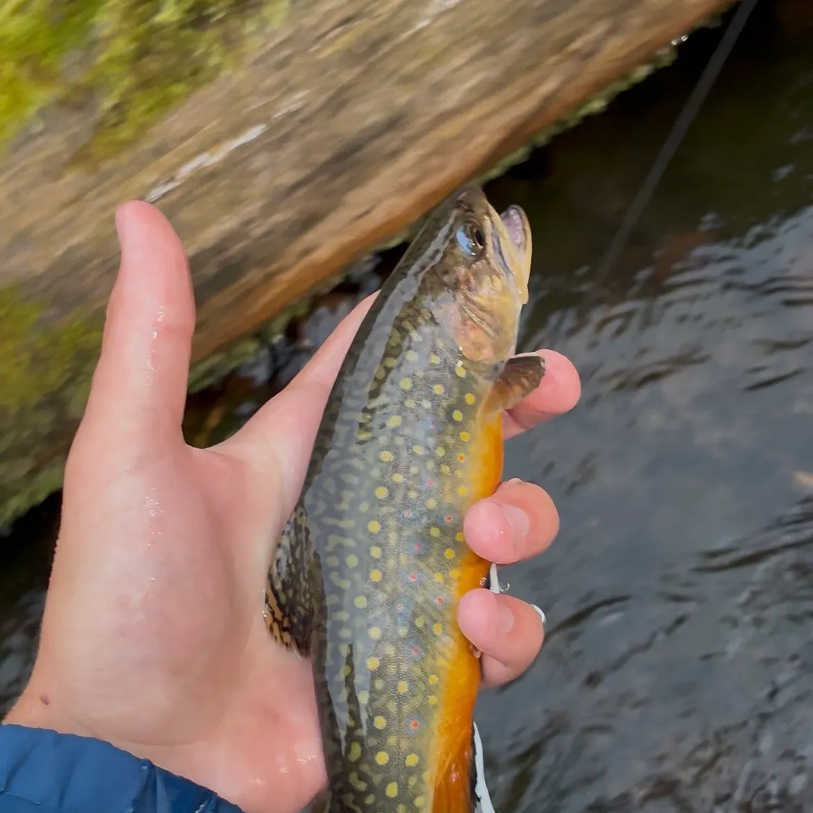 Brook trout caught on Fishbrain