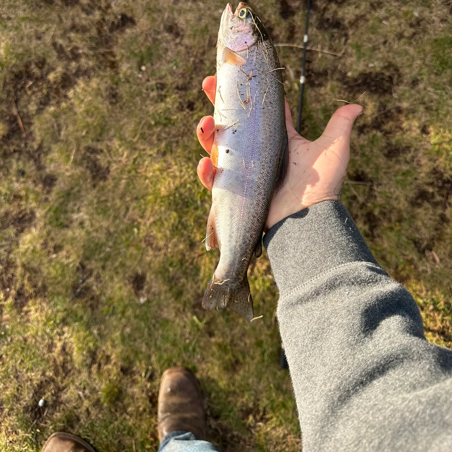 Rainbow trout caught on Fishbrain