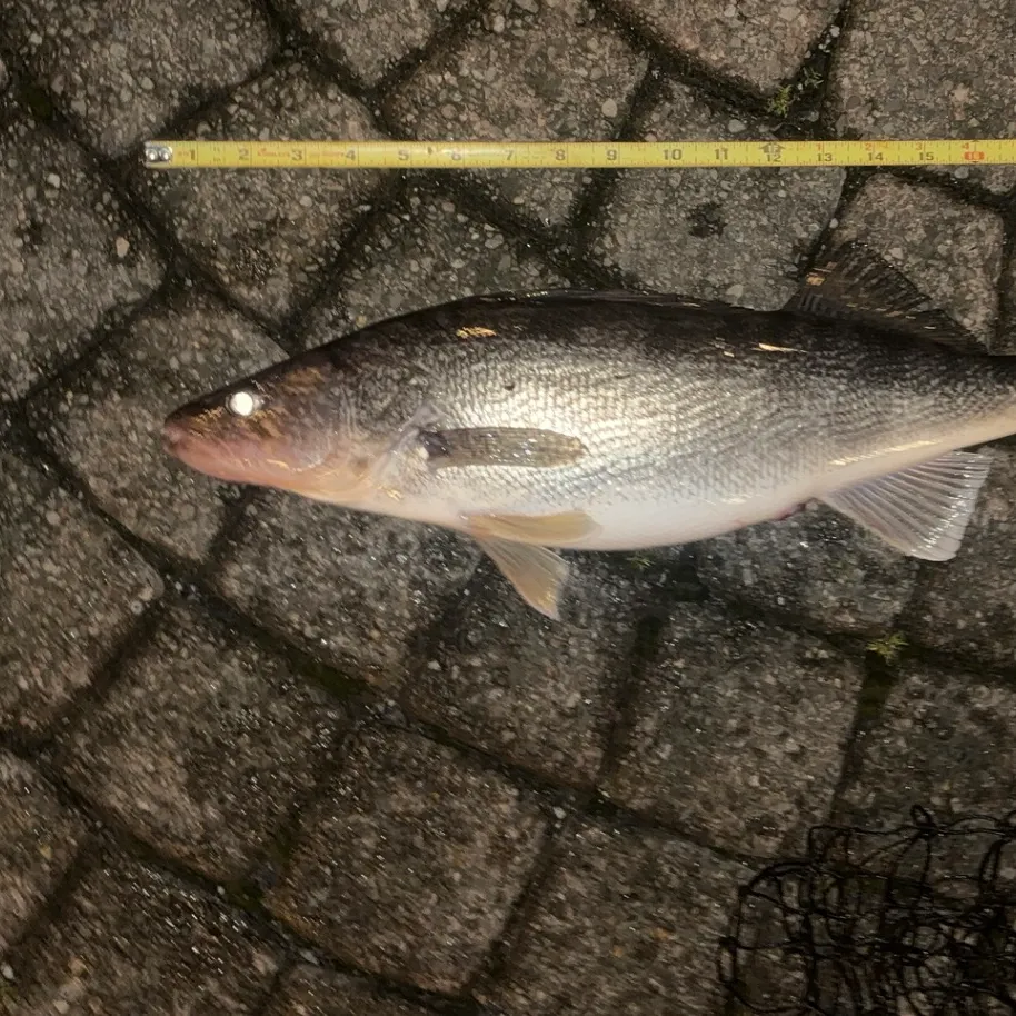 The most recent Walleye catches on Fishbrain