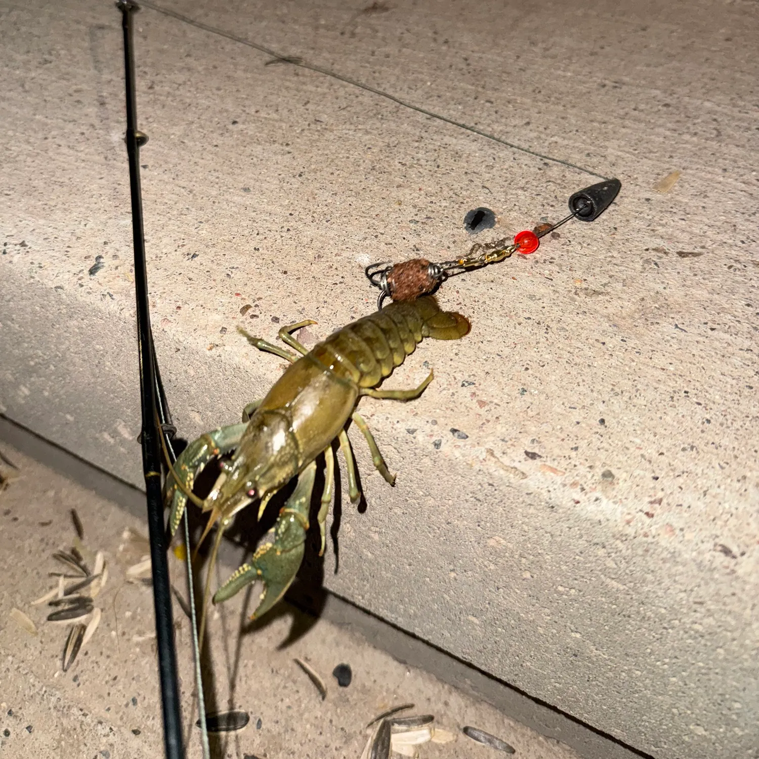The most recent Big water crayfish catches on Fishbrain
