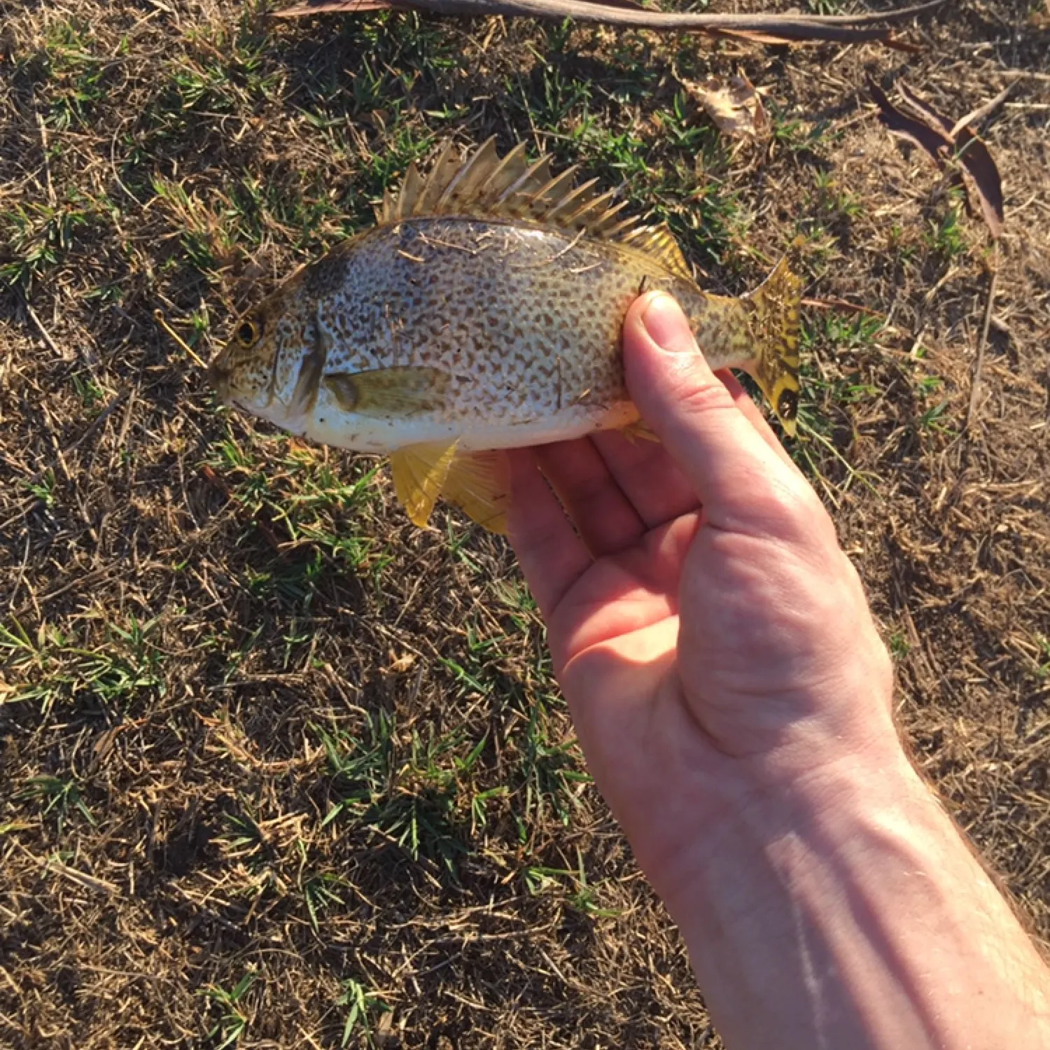 Blue moki caught on Fishbrain