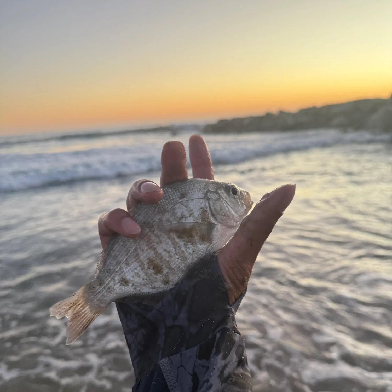 Barred surfperch caught on Fishbrain