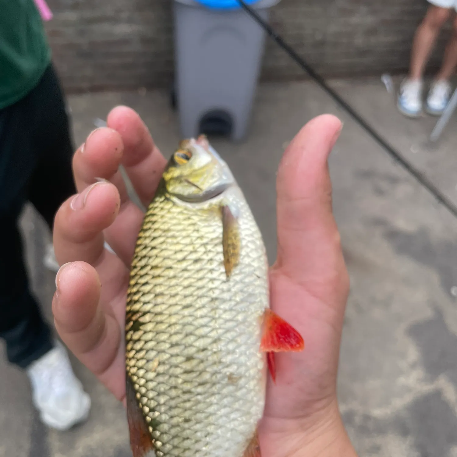 Common rudd caught on Fishbrain