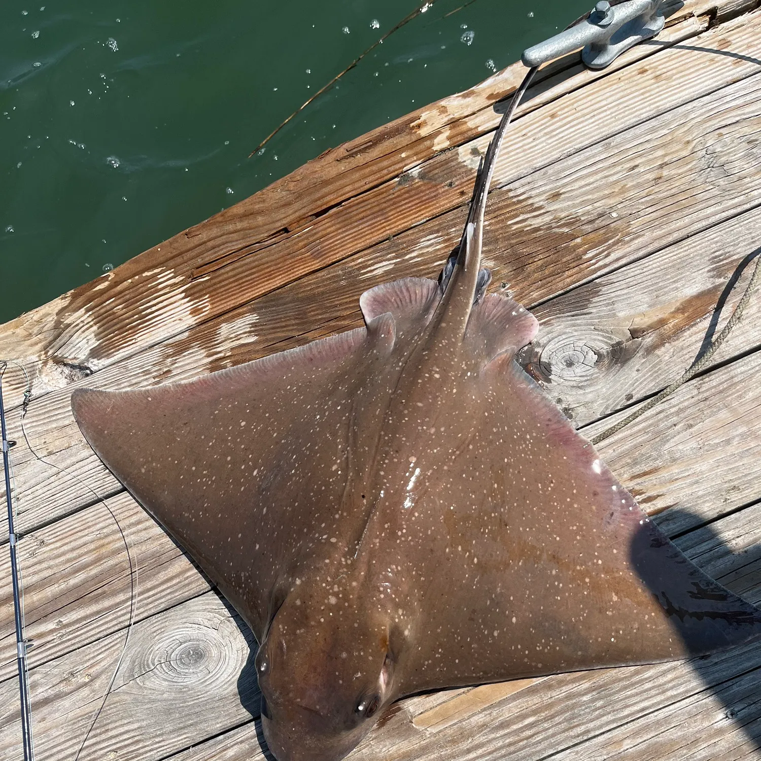The most recent Bullnose eagle ray catches on Fishbrain